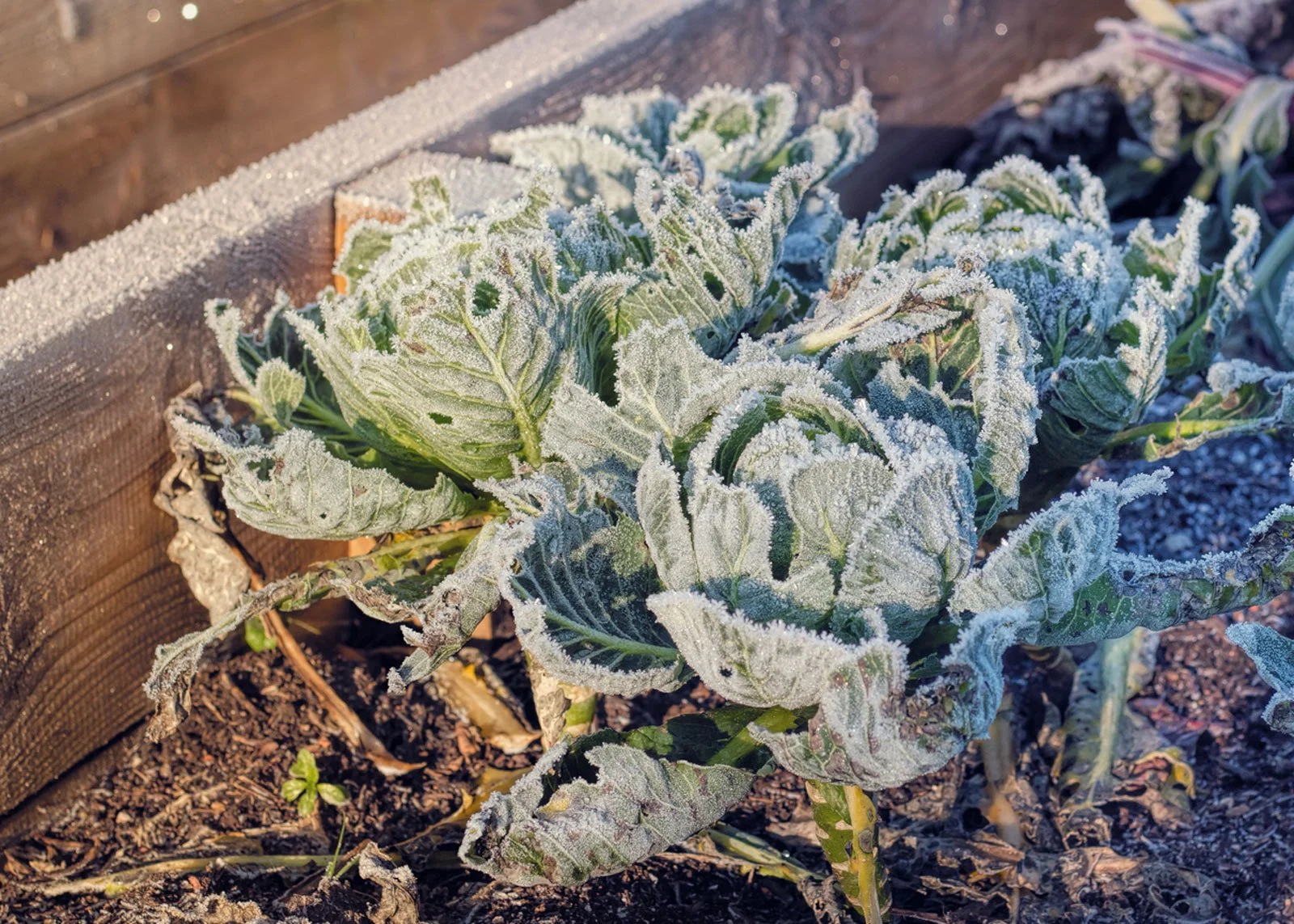 Bajas temperaturas