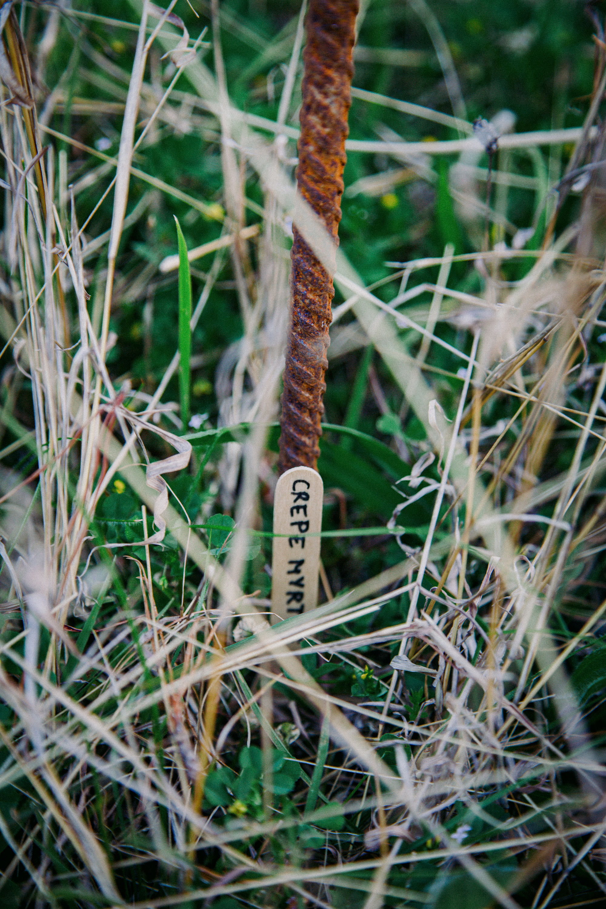 Field Work, 2024_Ellen Ferrier_7.png
