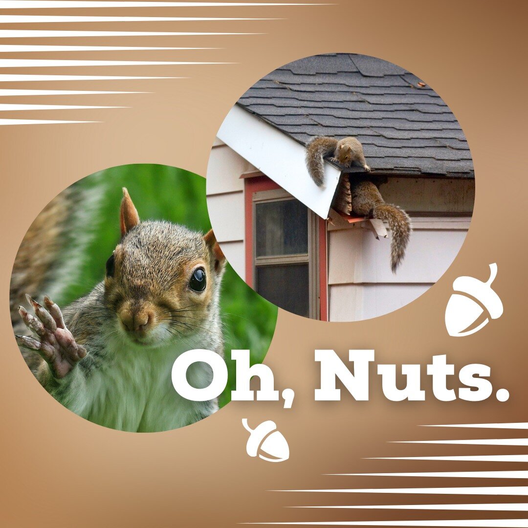Squirrels turning YOUR home into theirs? ❌ Don't let them drive you nutty🥜, ask us about preventative repairs today!