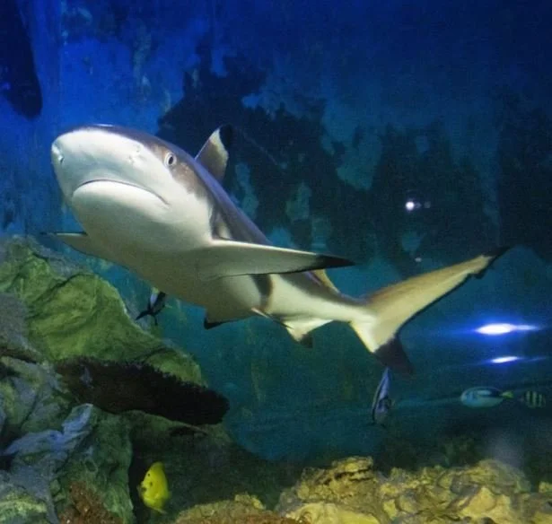 Southend Sealife Adventure