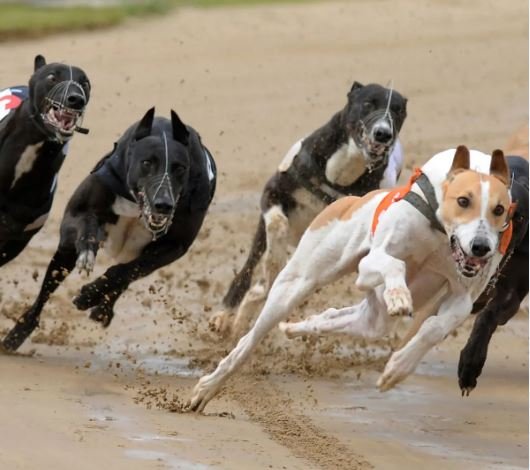 Romford Greyhound Stadium