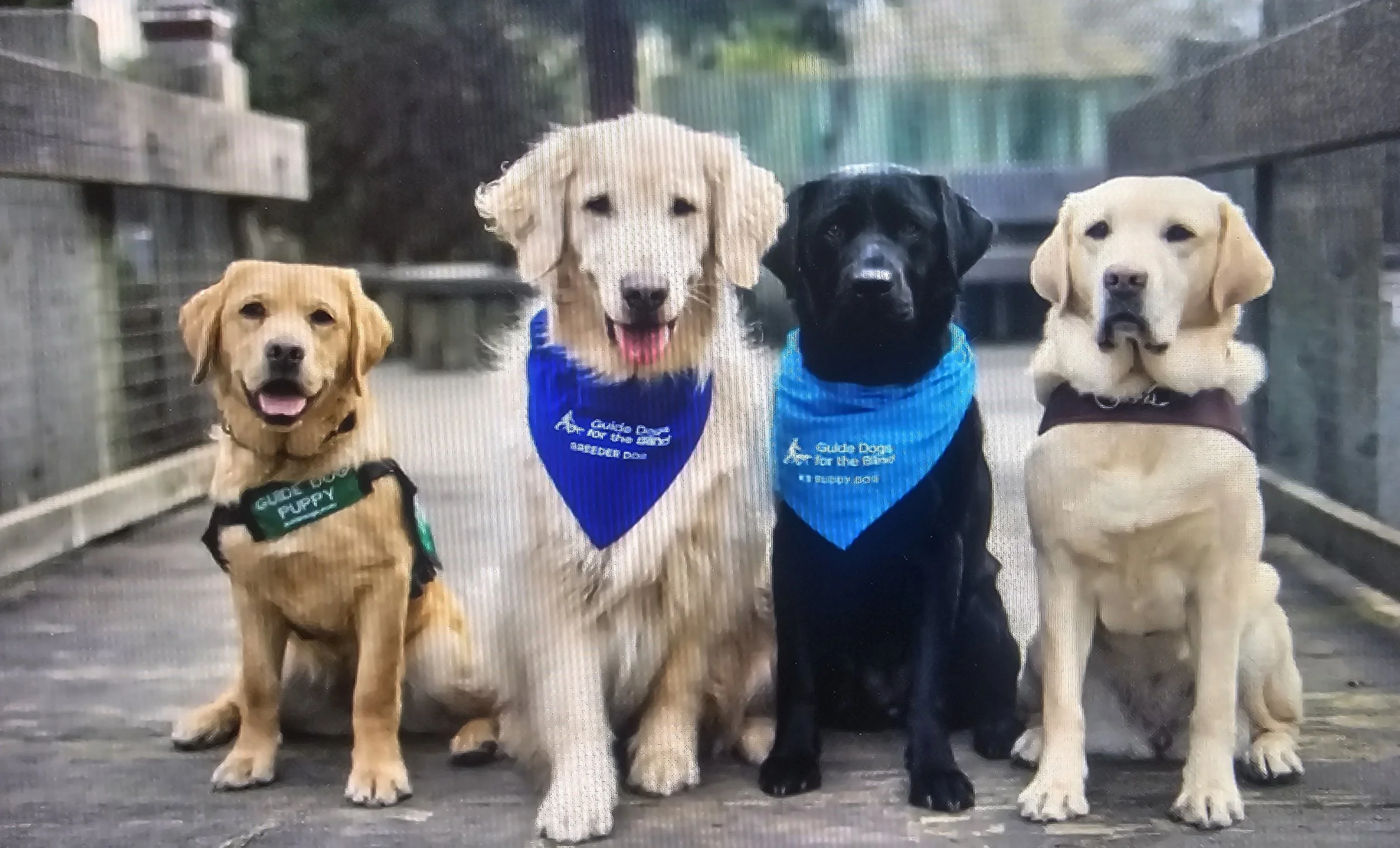 Guide Dogs Talk and Petting session