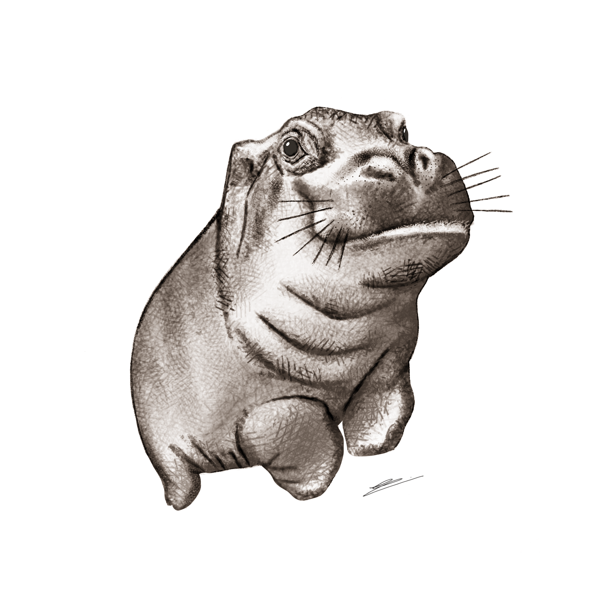 SeaElephant.PNG