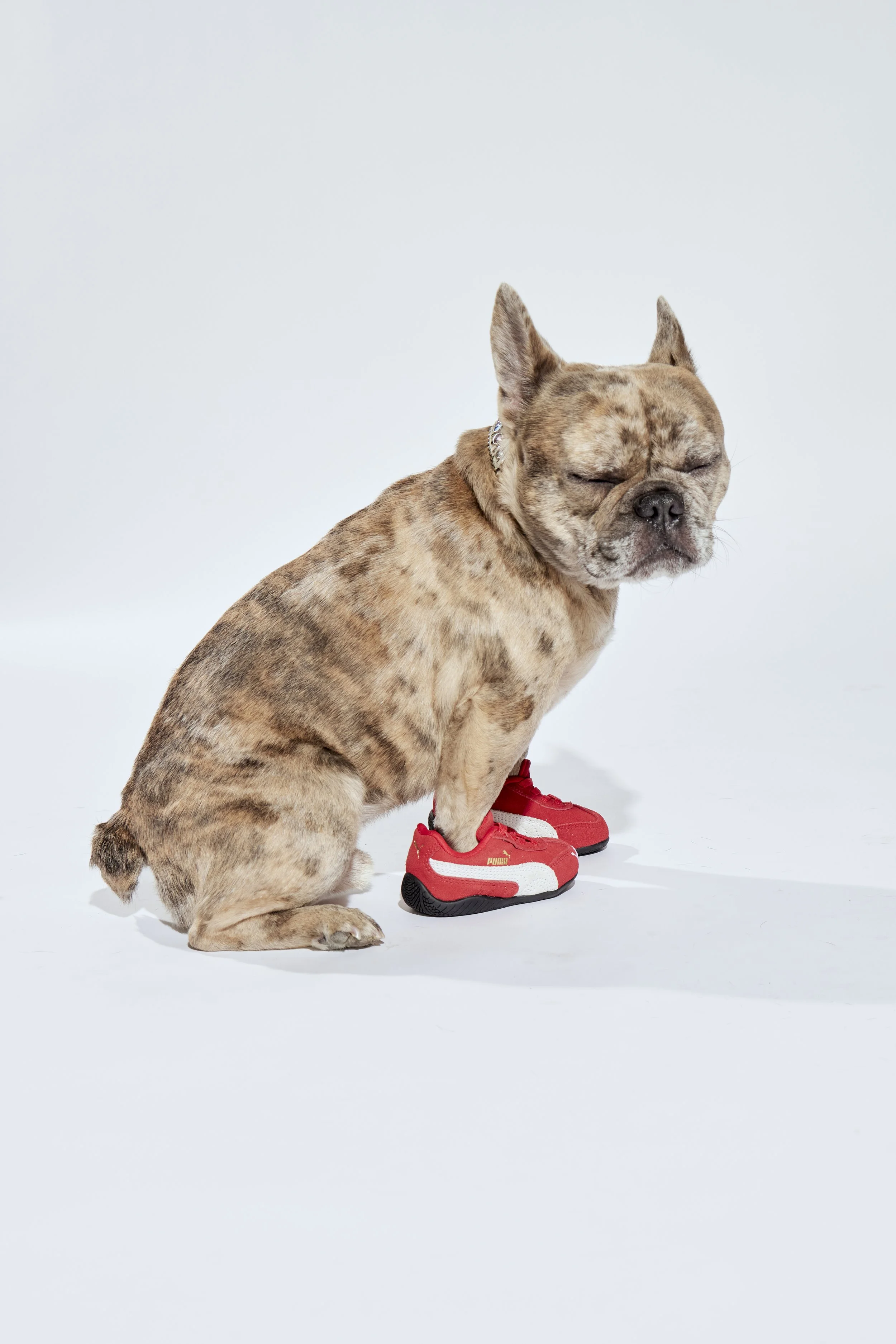 Pet Foot Locker3701.jpg