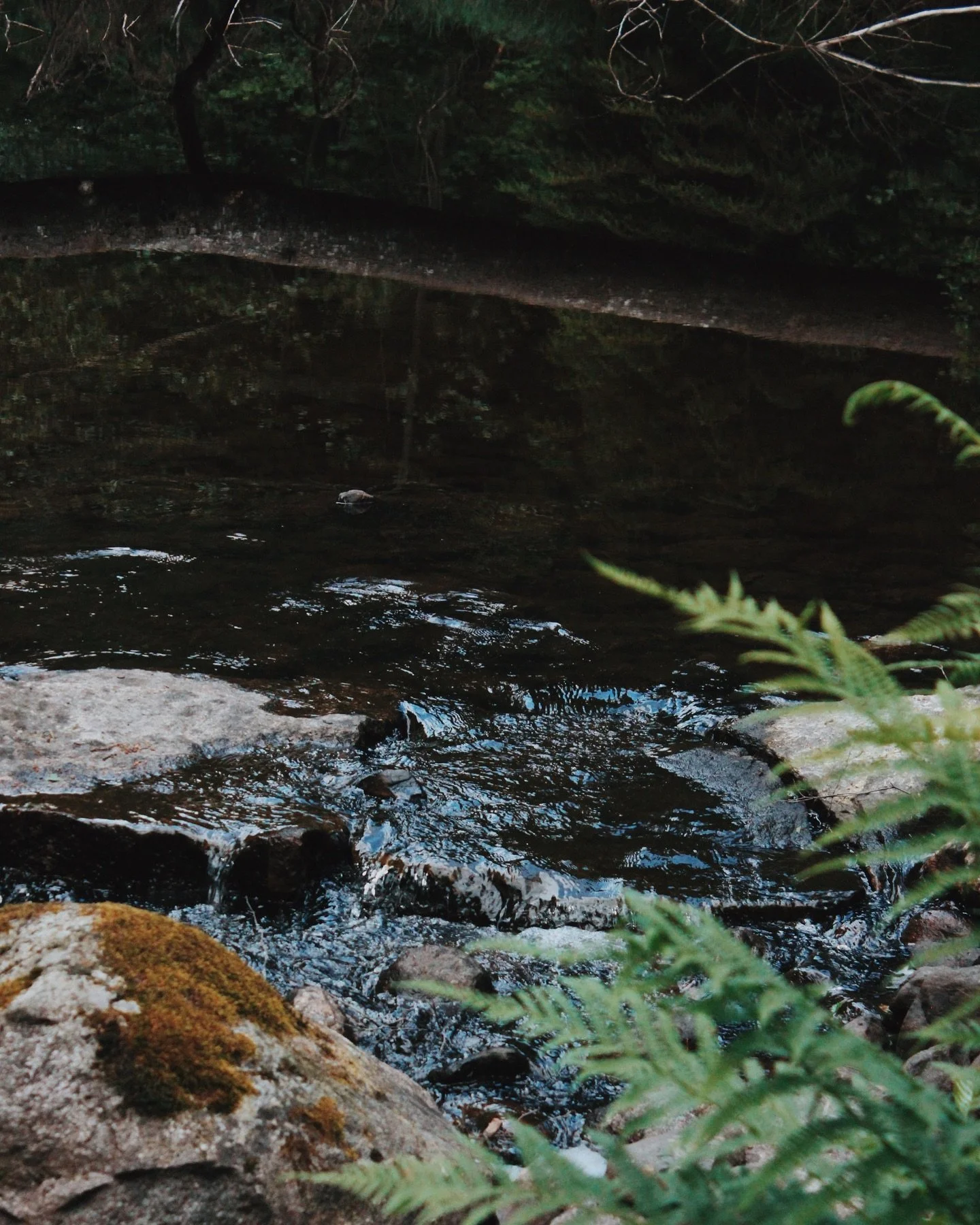 One of my favs close to home, the Rissla forest trail in @fiskars_village 🧚🏼
