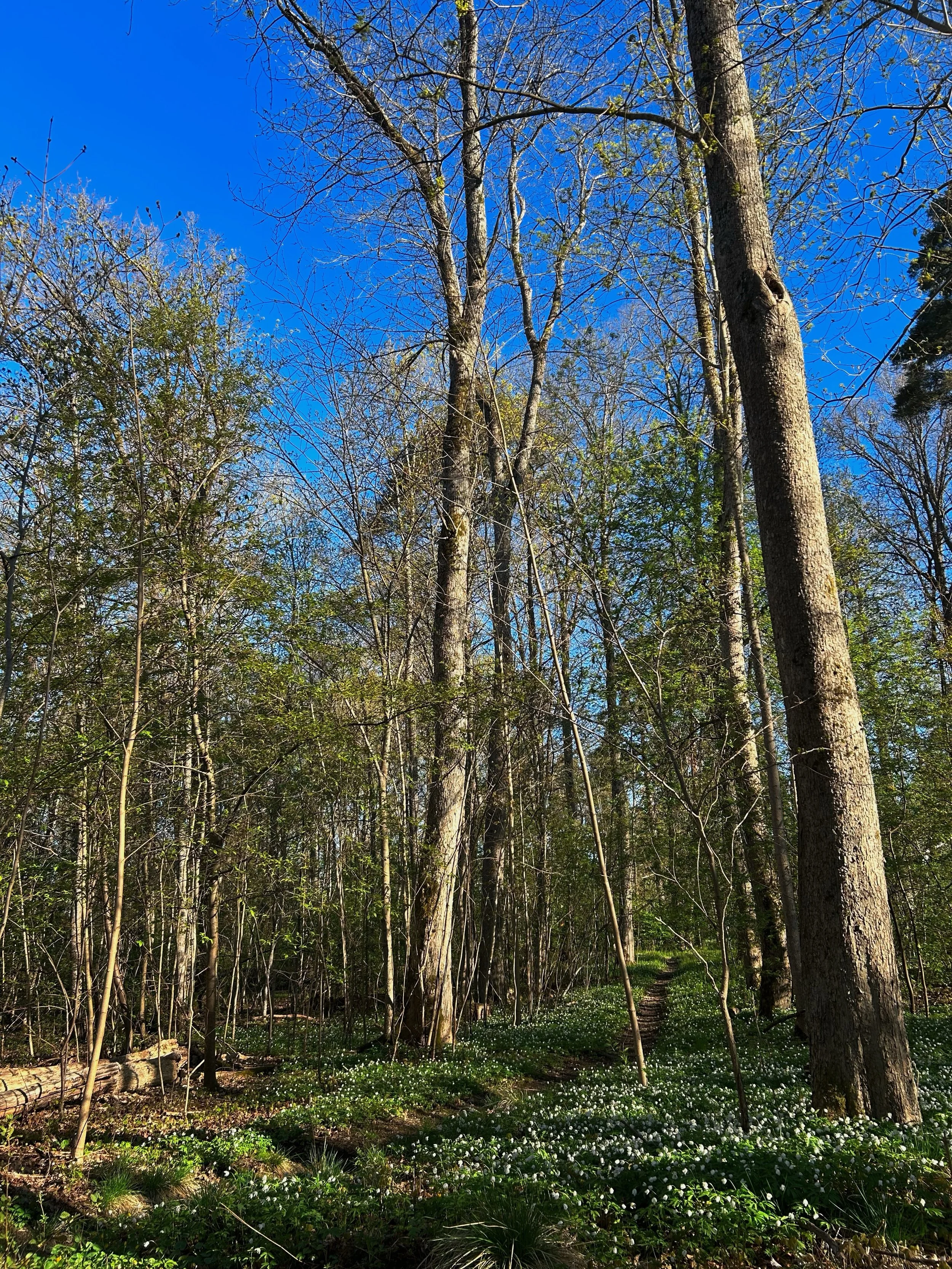 morgonturer p&aring; ramsholmen, vitsippor som sakta vaknar och grus under springskorna. r&auml;ven i bollstad har f&aring;tt sju sm&aring; ungar och det har b&ouml;rjat bli s&aring; gr&ouml;nt &ouml;verallt. vilken v&auml;xande och expanderande ener