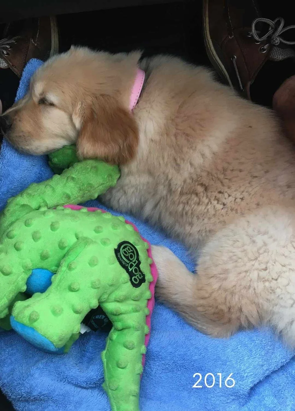 How Much Food Should A Golden Retriever Puppy Have