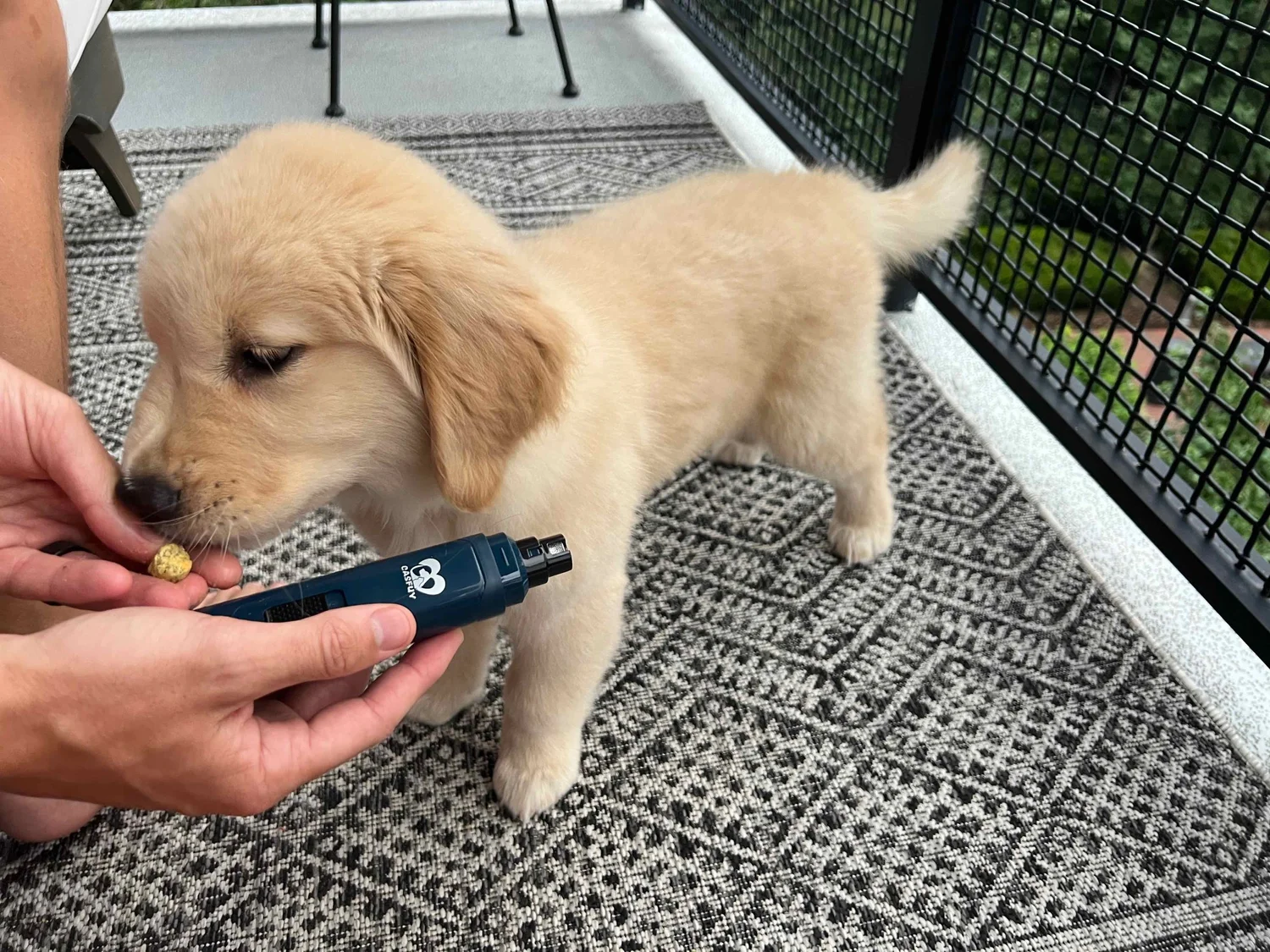 DIY Nail Trimming for Dogs: A Step-by-Step Guide with Positive ...
