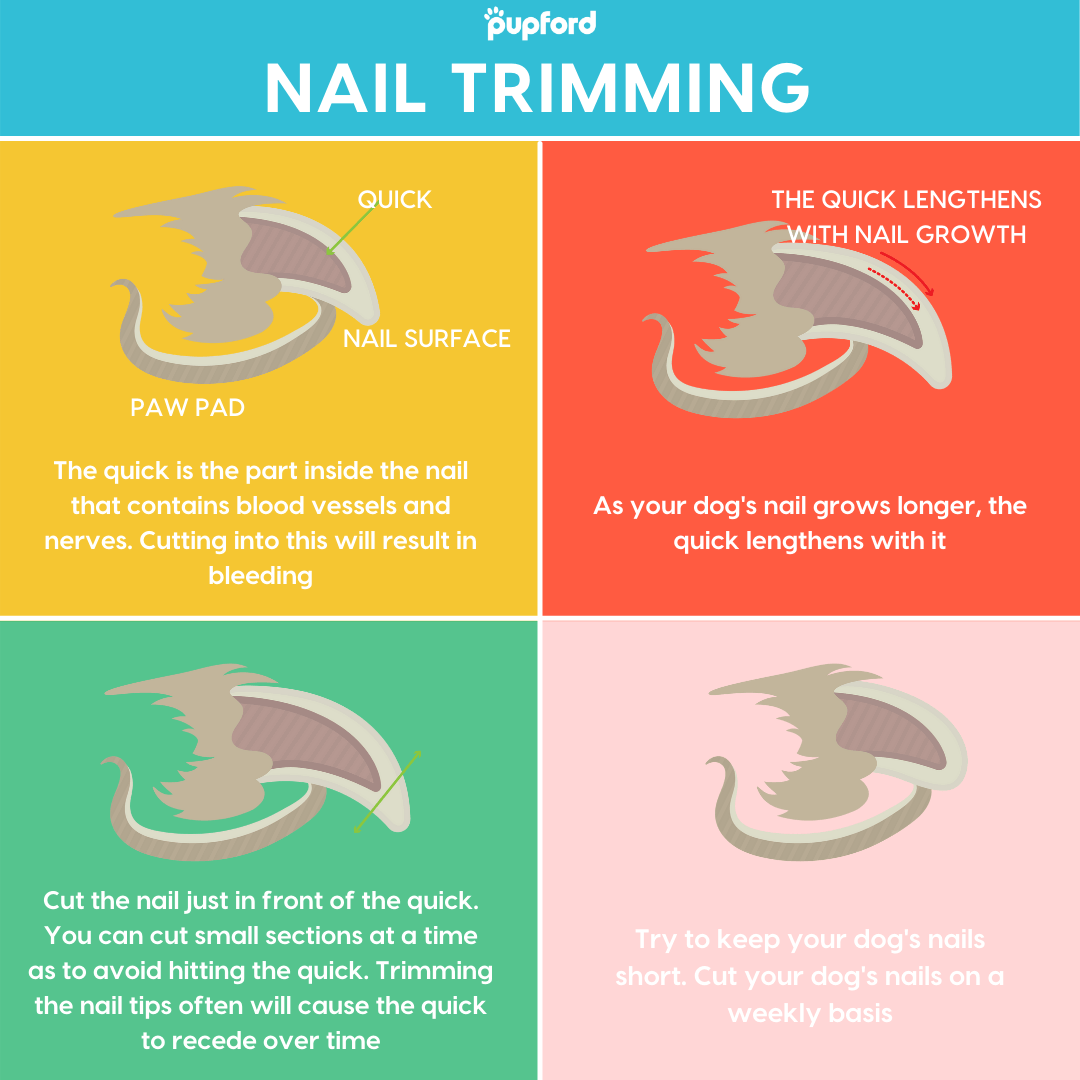 Guide] How to stop a dog's nail from bleeding