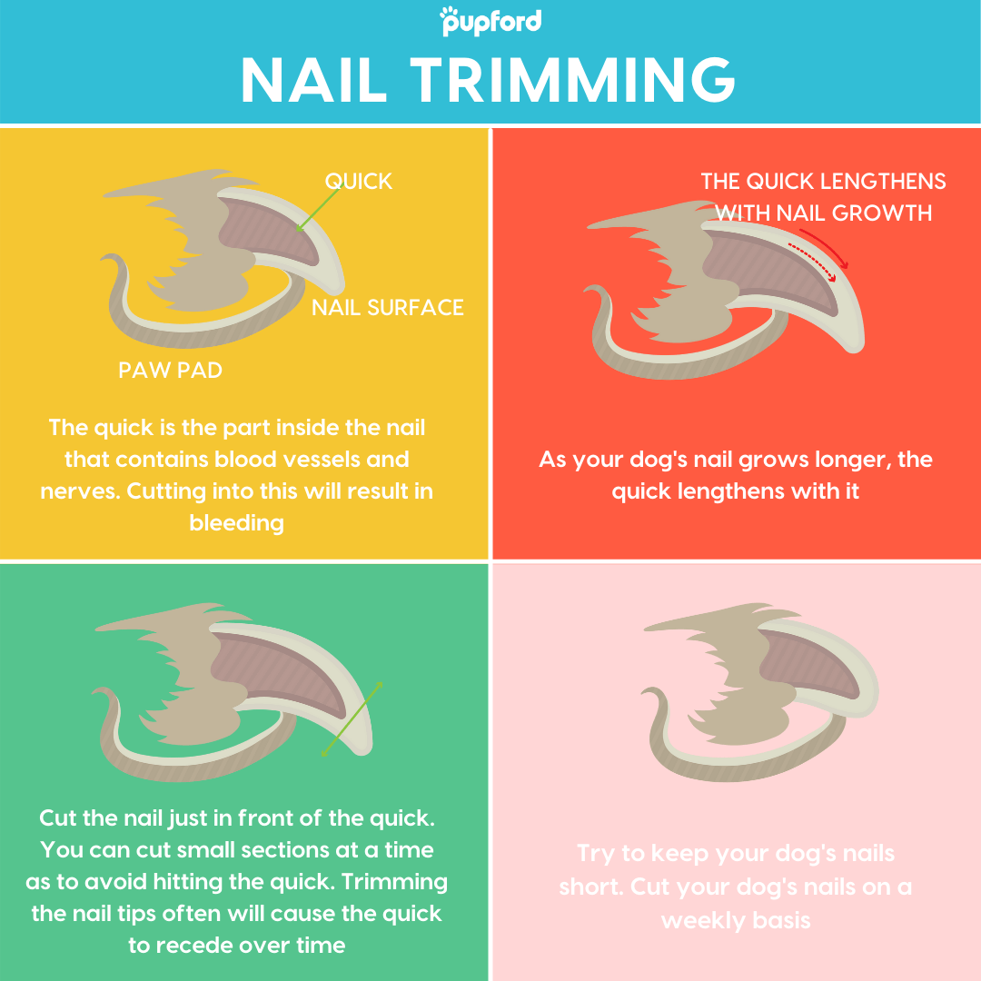 How Often Should You Trim Dog Nails how-often-should-you-trim-dog-nails