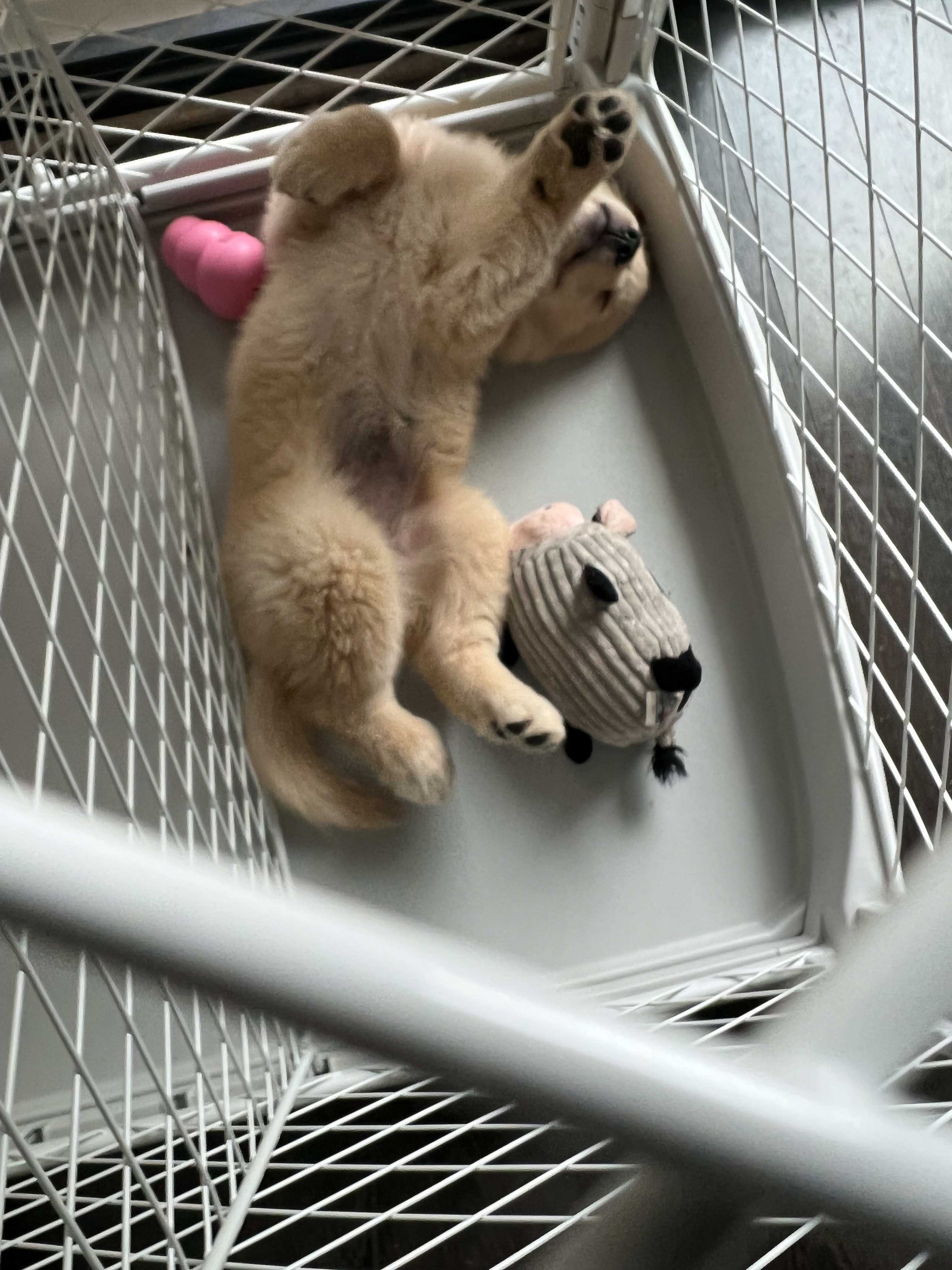 Golden Retriever Puppy The Best Way To Crate Train A Puppy Crate