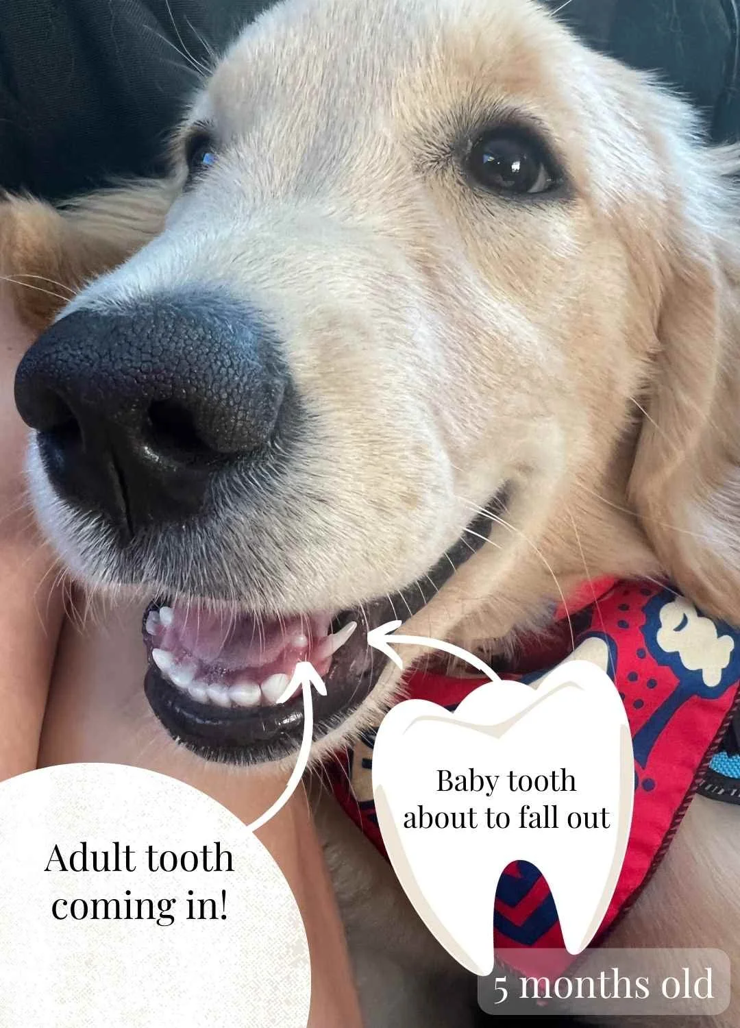 Puppy Teeth Diagram – Puppy Teeth Age Chart – TNAG