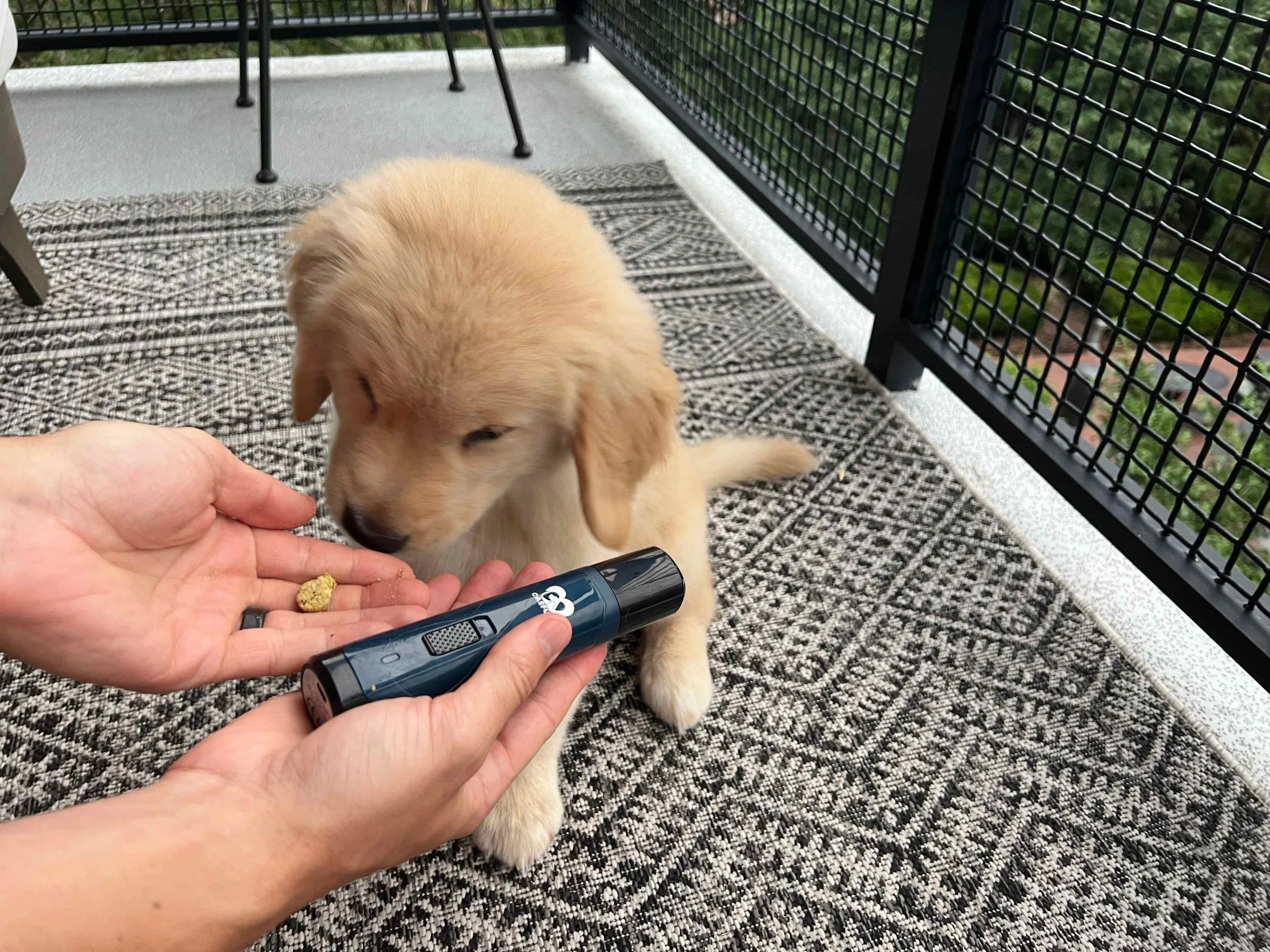 DIY Nail Trimming for Dogs A StepbyStep Guide with Positive