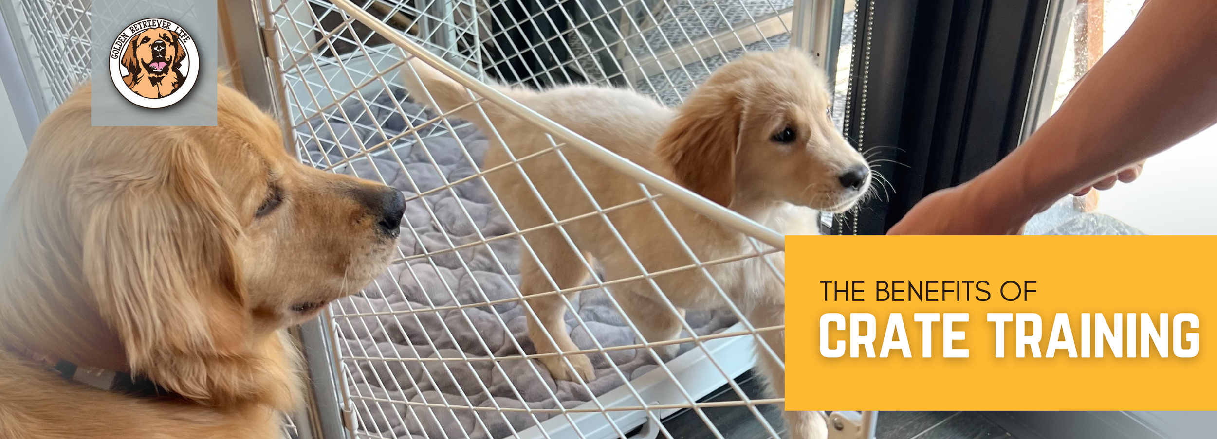 How to Crate Train your Dog — Golden Retriever Life