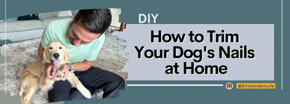 DIY Nail Trimming for Dogs: A Step-by-Step Guide with Positive ...