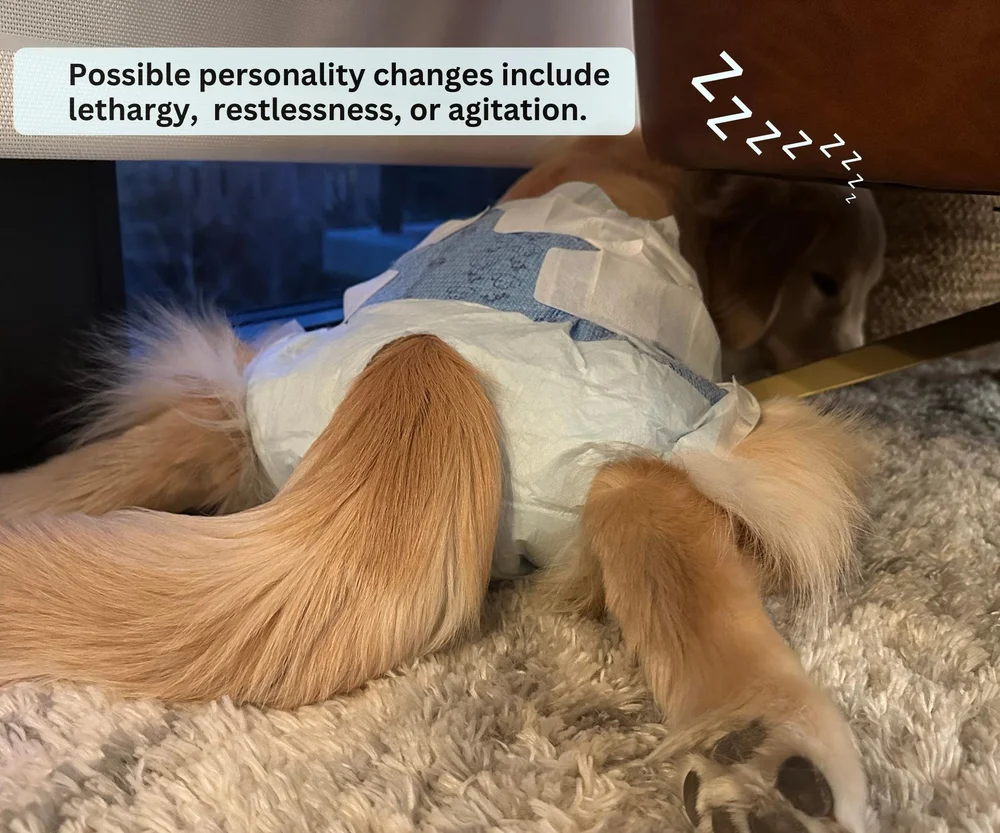 Caring for Your Dog in Heat Frequently Asked Questions — Golden