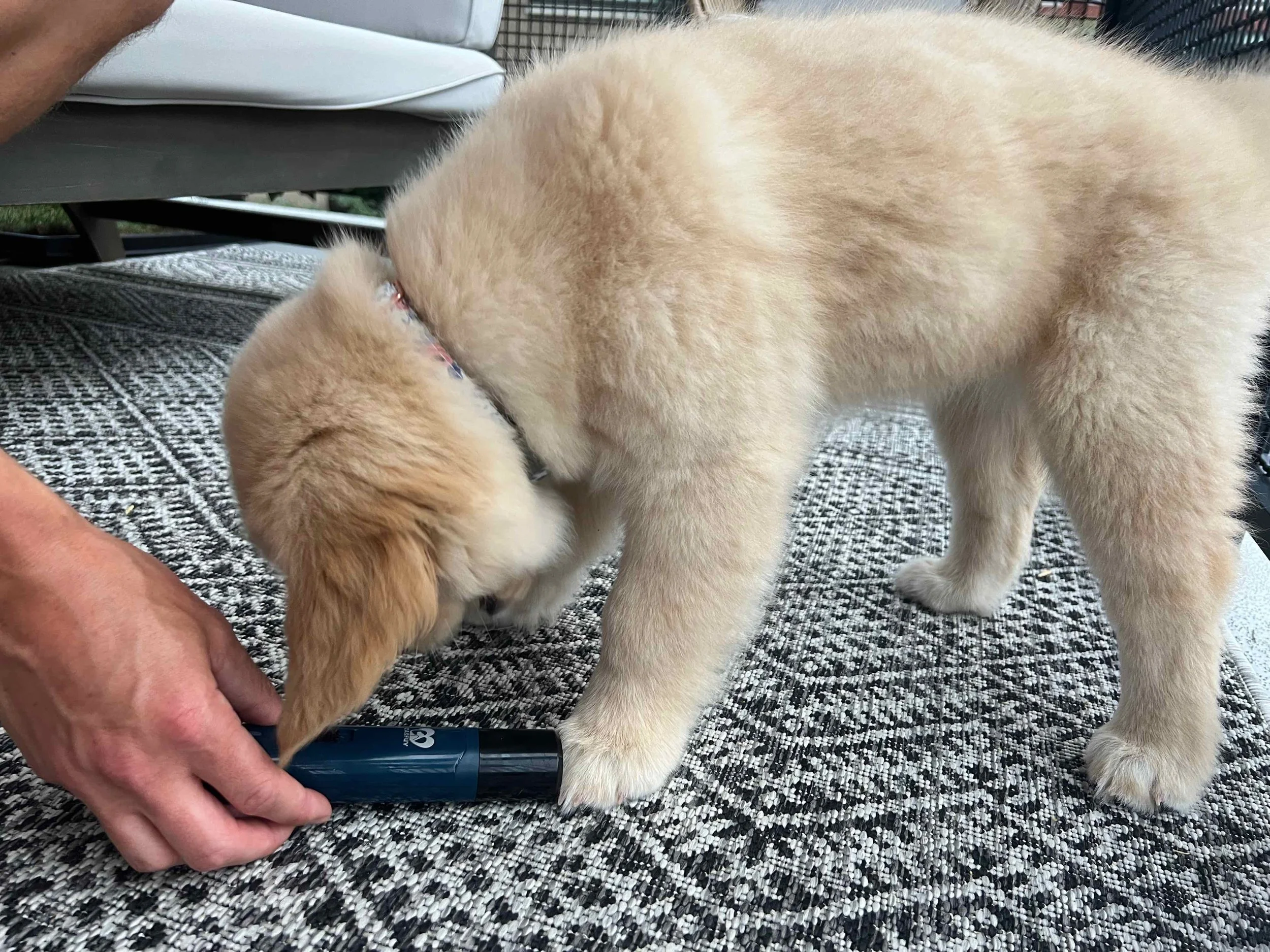 DIY Nail Trimming for Dogs: A Step-by-Step Guide with Positive ...