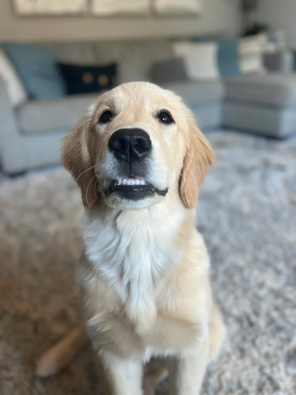 Understanding Your Puppy's Teeth A Guide to Teething, Chewing, and