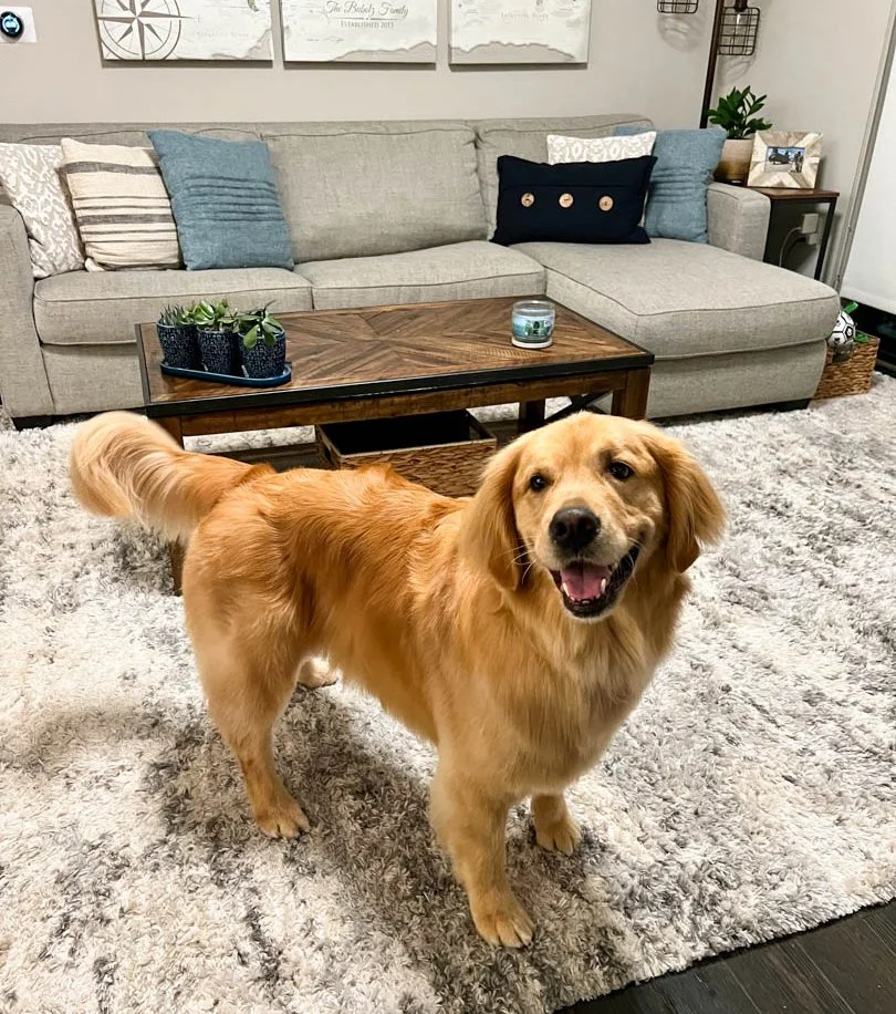 Labrador Puppy Which Labrador Sheds The Least Labrador Retriever