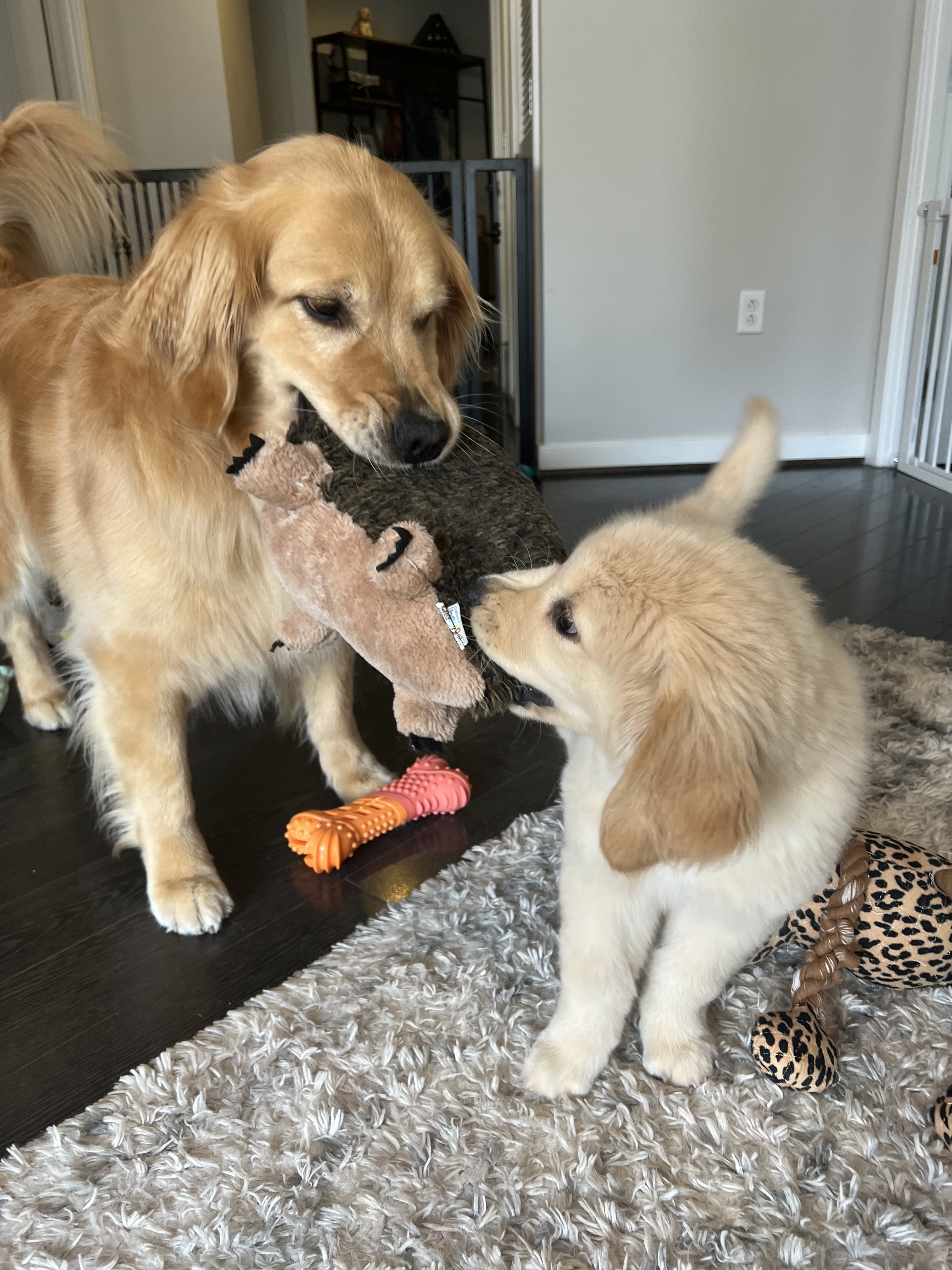 14 week puppy best sale biting