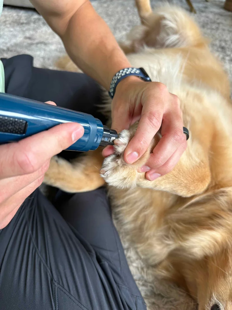 DIY Nail Trimming for Dogs: A Step-by-Step Guide with Positive ...