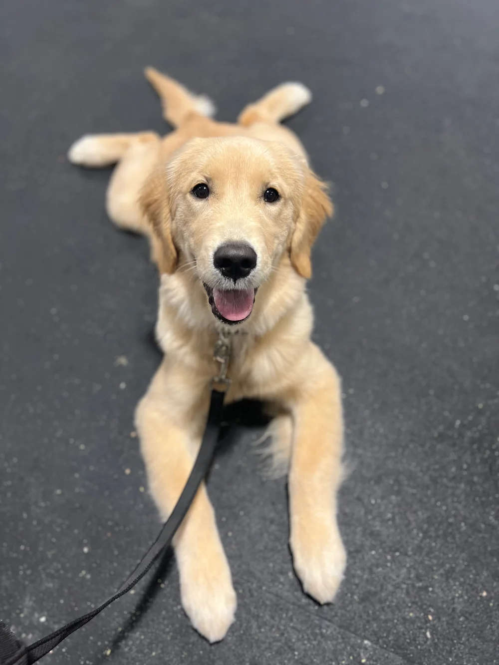 Curated visual reference: Picture Idea: DIY Dog Grooming Tips And Tricks For Trimming Paws Brushing