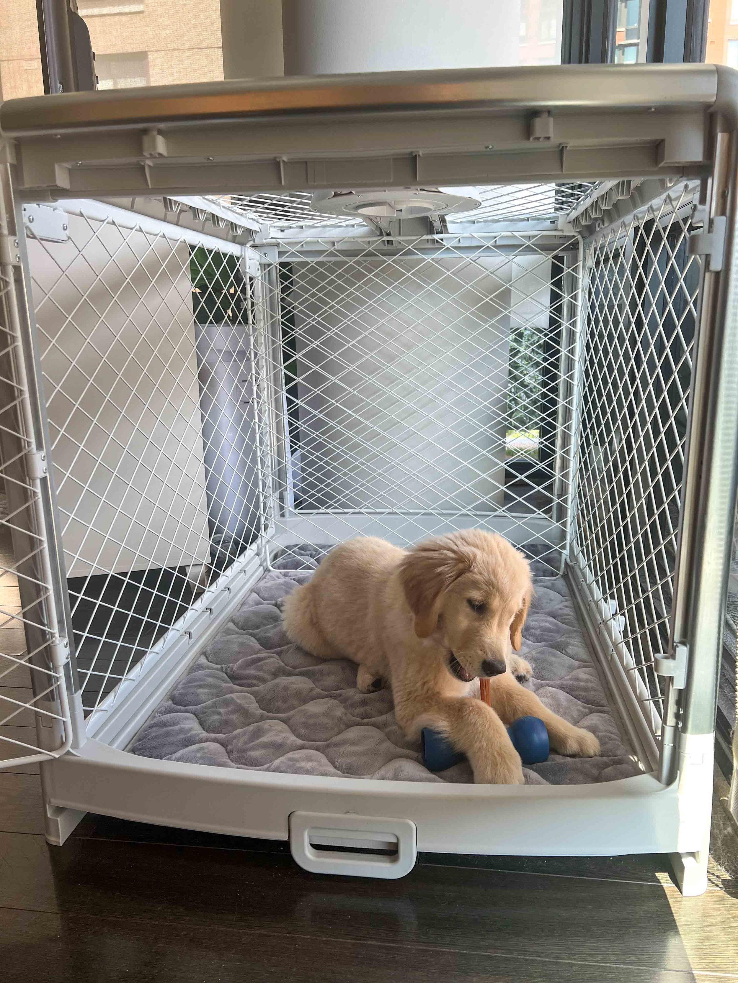 How to Crate Train your Dog — Golden Retriever Life