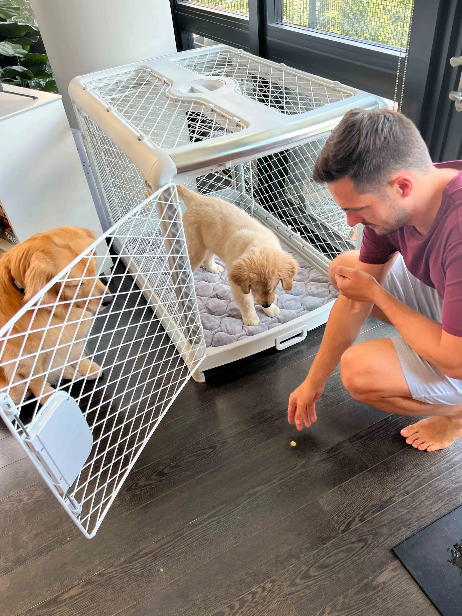 How to Crate Train your Dog — Golden Retriever Life