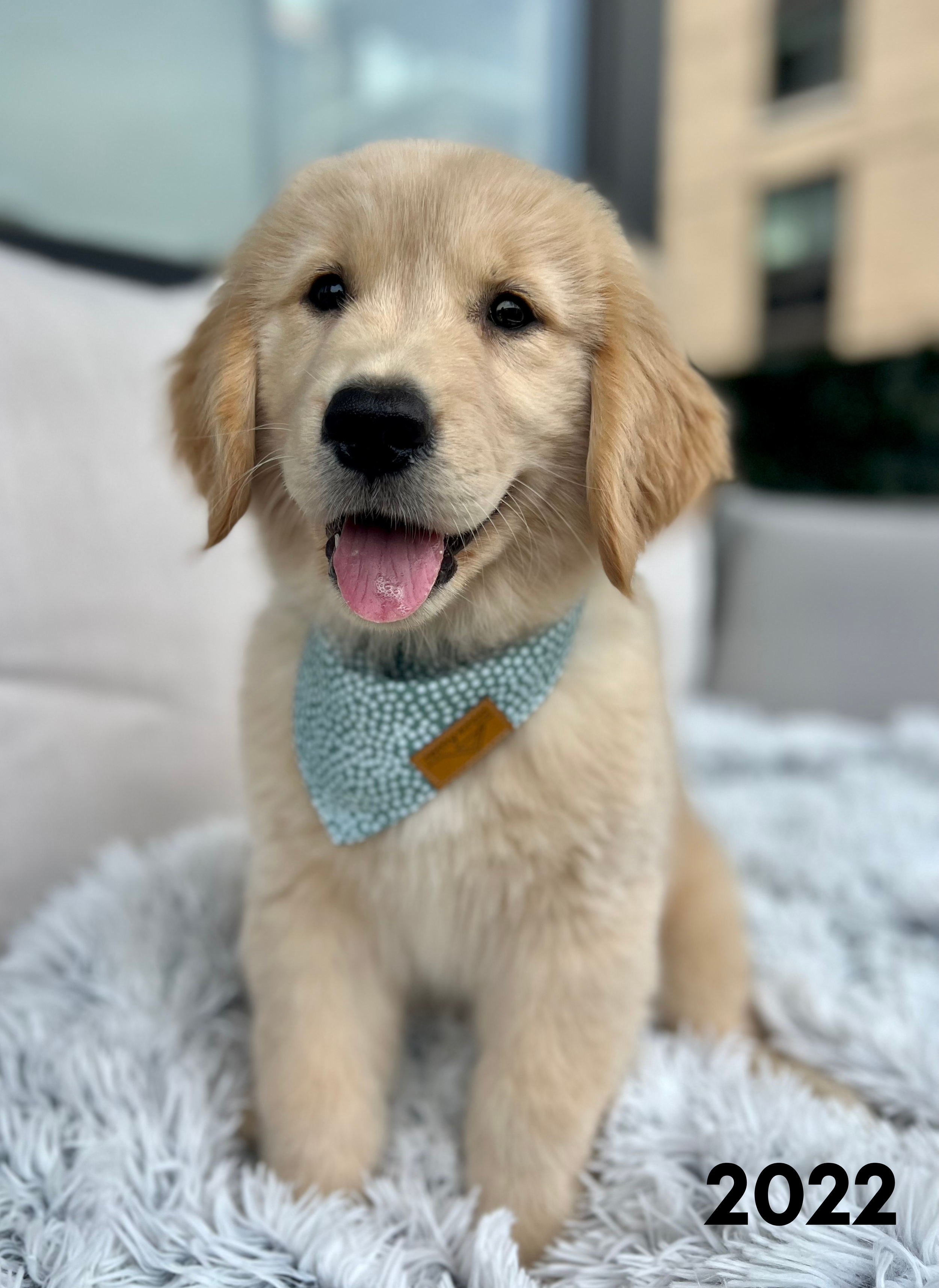 Golden Retriever Puppies What Can Puppies Eat At Weeks Top Rated