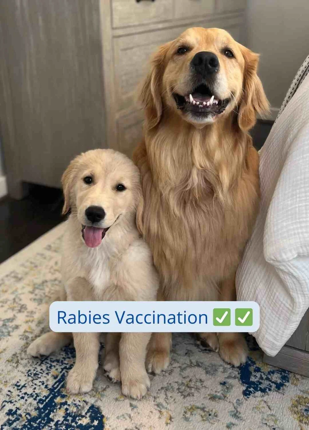 How I Flew My Dogs to Europe — Golden Retriever Life