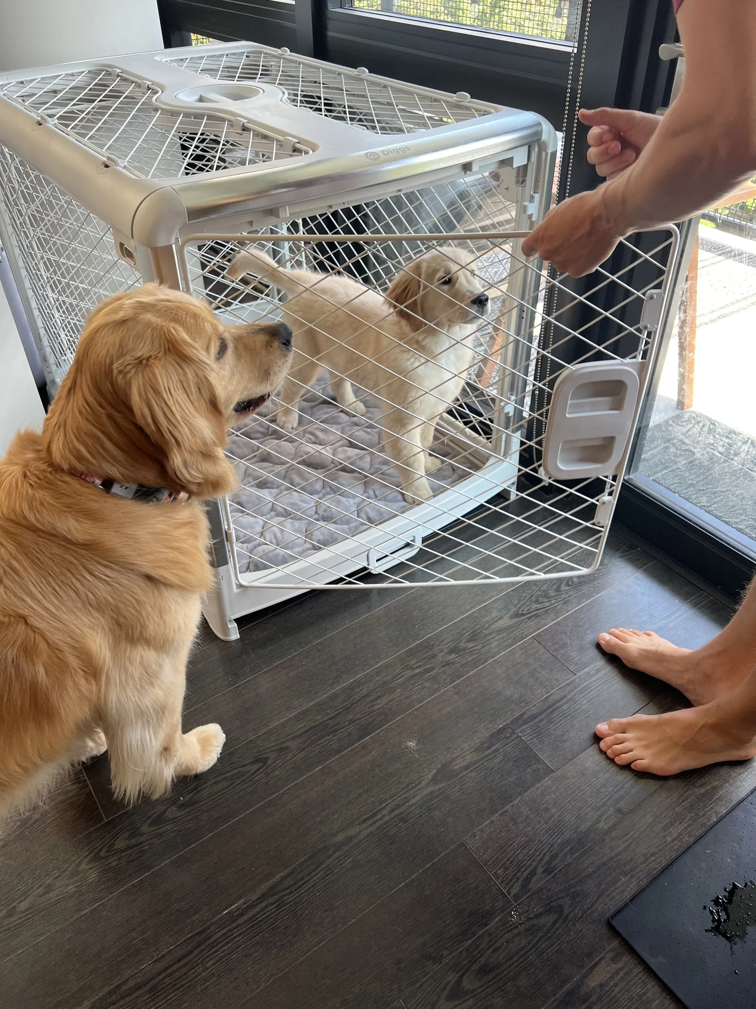 How to Crate Train your Dog — Golden Retriever Life
