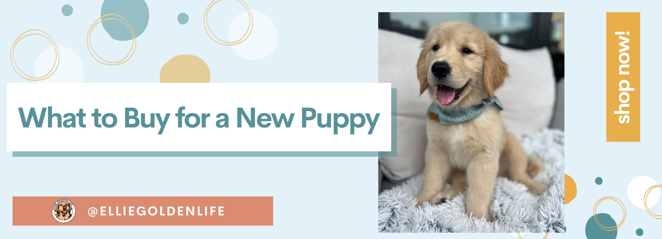 what should i buy for a puppy