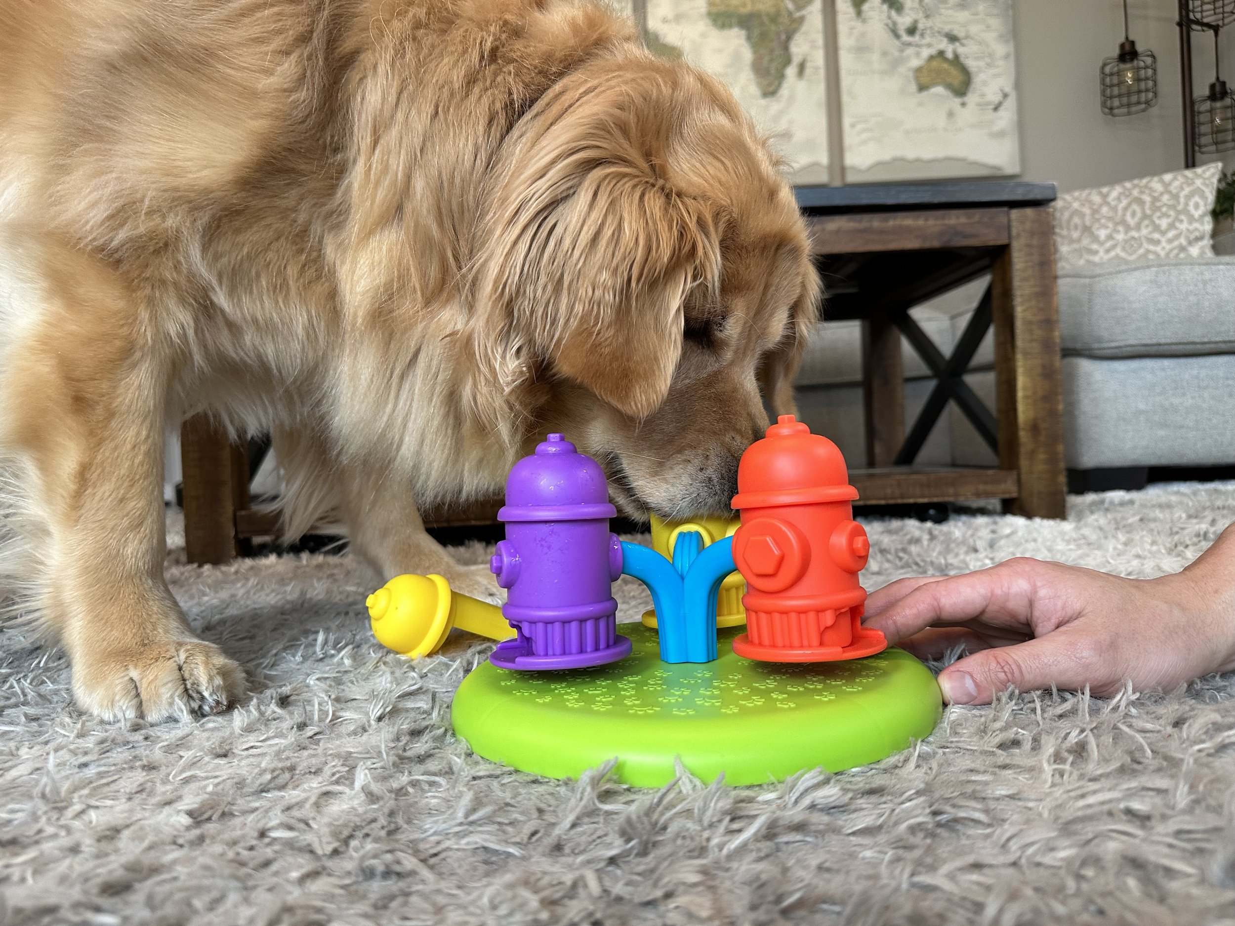 How Enrichment Toys Keep Your Dog Happy and Healthy — Golden Retriever Life