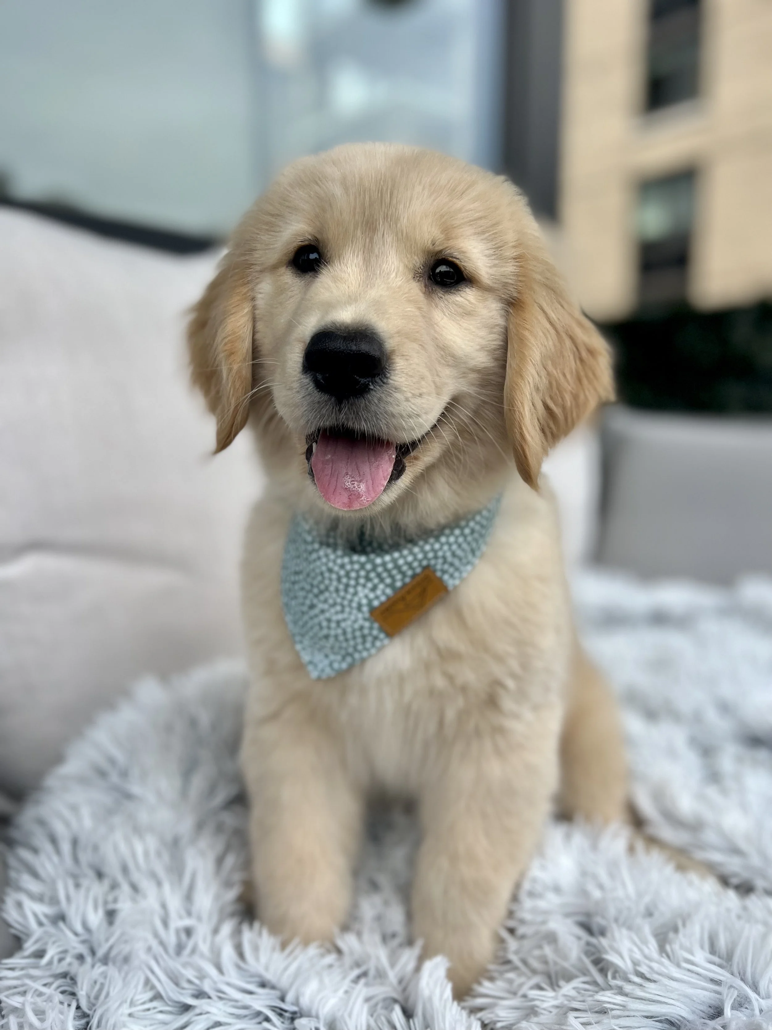 Keeping Your Puppy Busy The Benefits of Bully Sticks — Golden