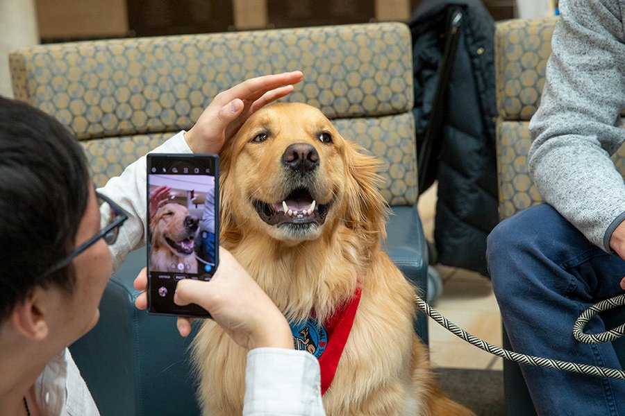 how can my golden retriever become a therapy dog?