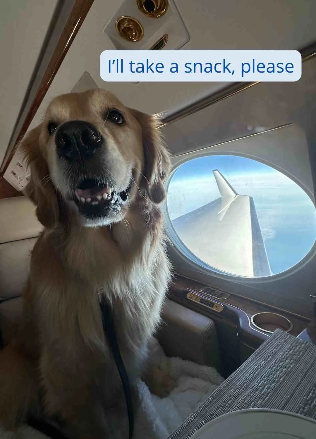 Golden Retriever Dogs And Planes Large Dogs Flying With Golden