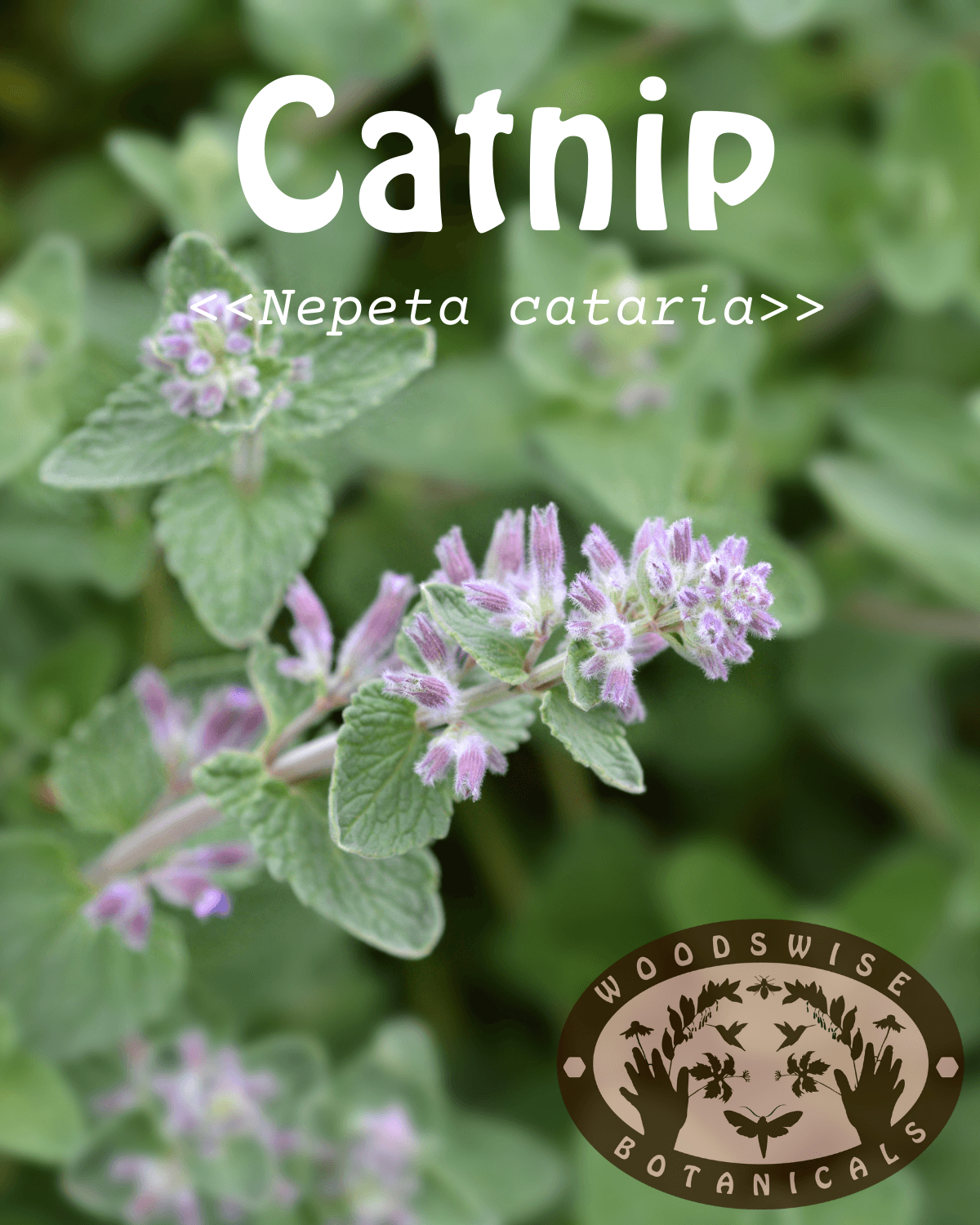 Catnip (Nepeta cataria)