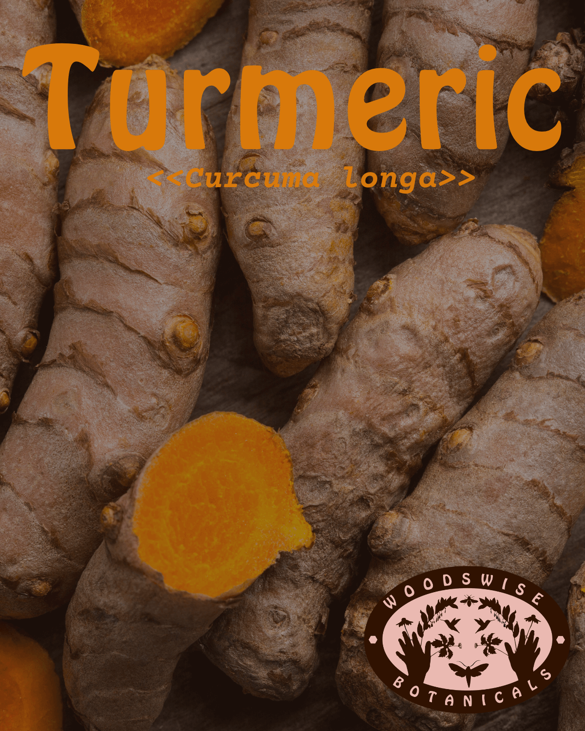 Turmeric (Curcuma longa)