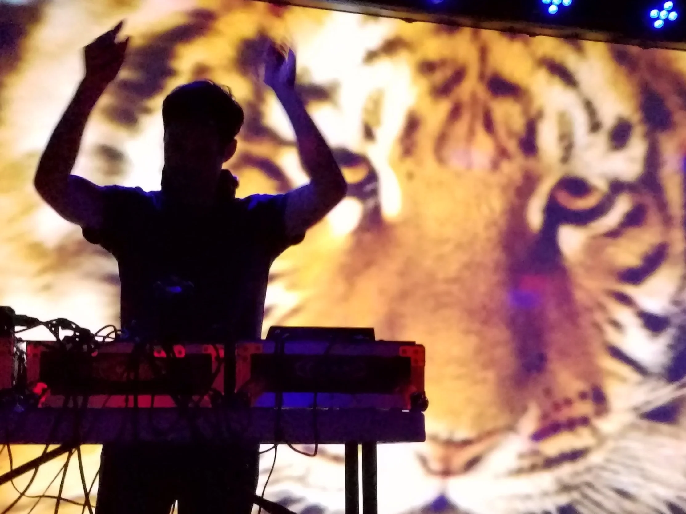 tiger.jpg