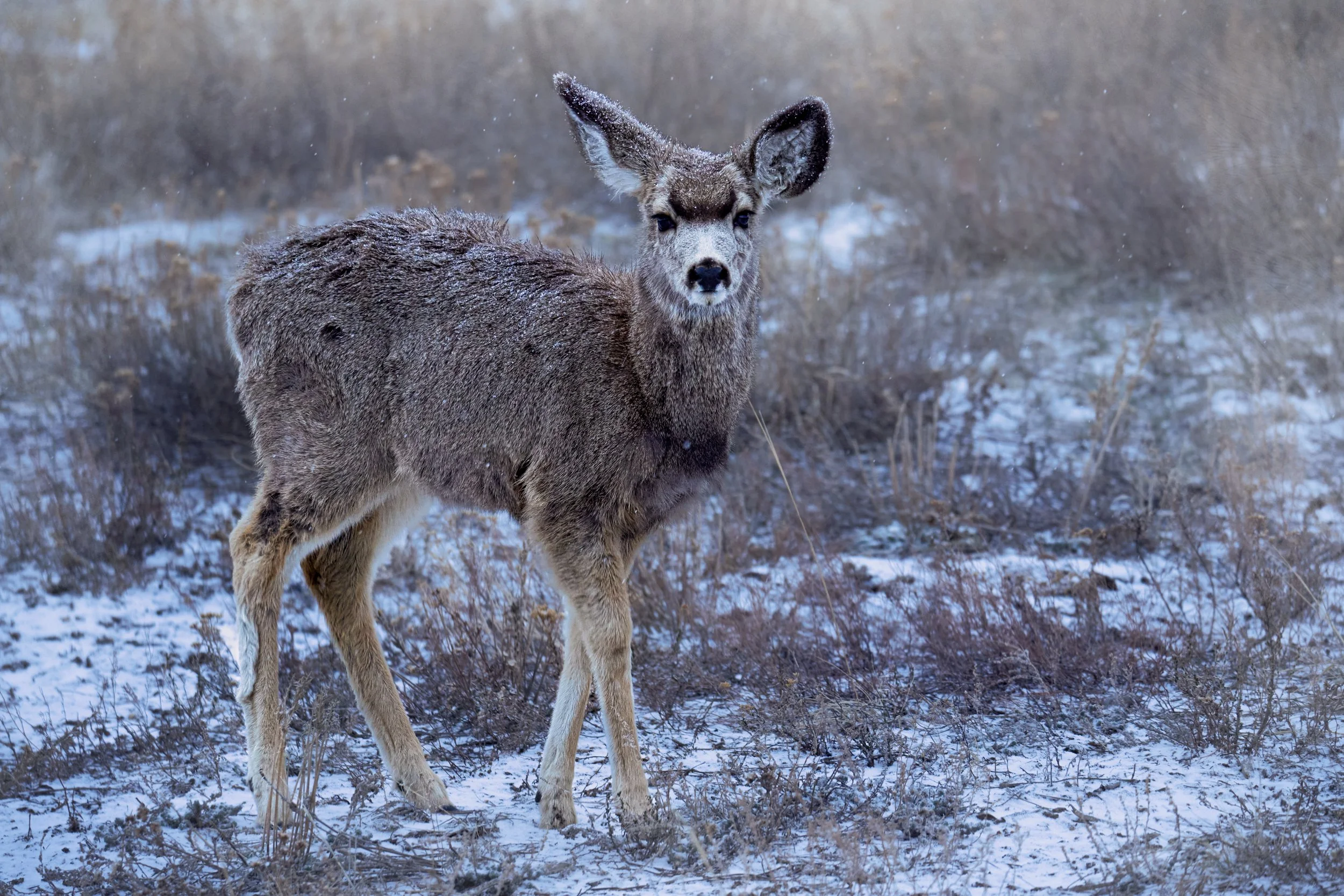 A young deer standing in a snowy field with dried grass and bushes, looking directly at the camera.