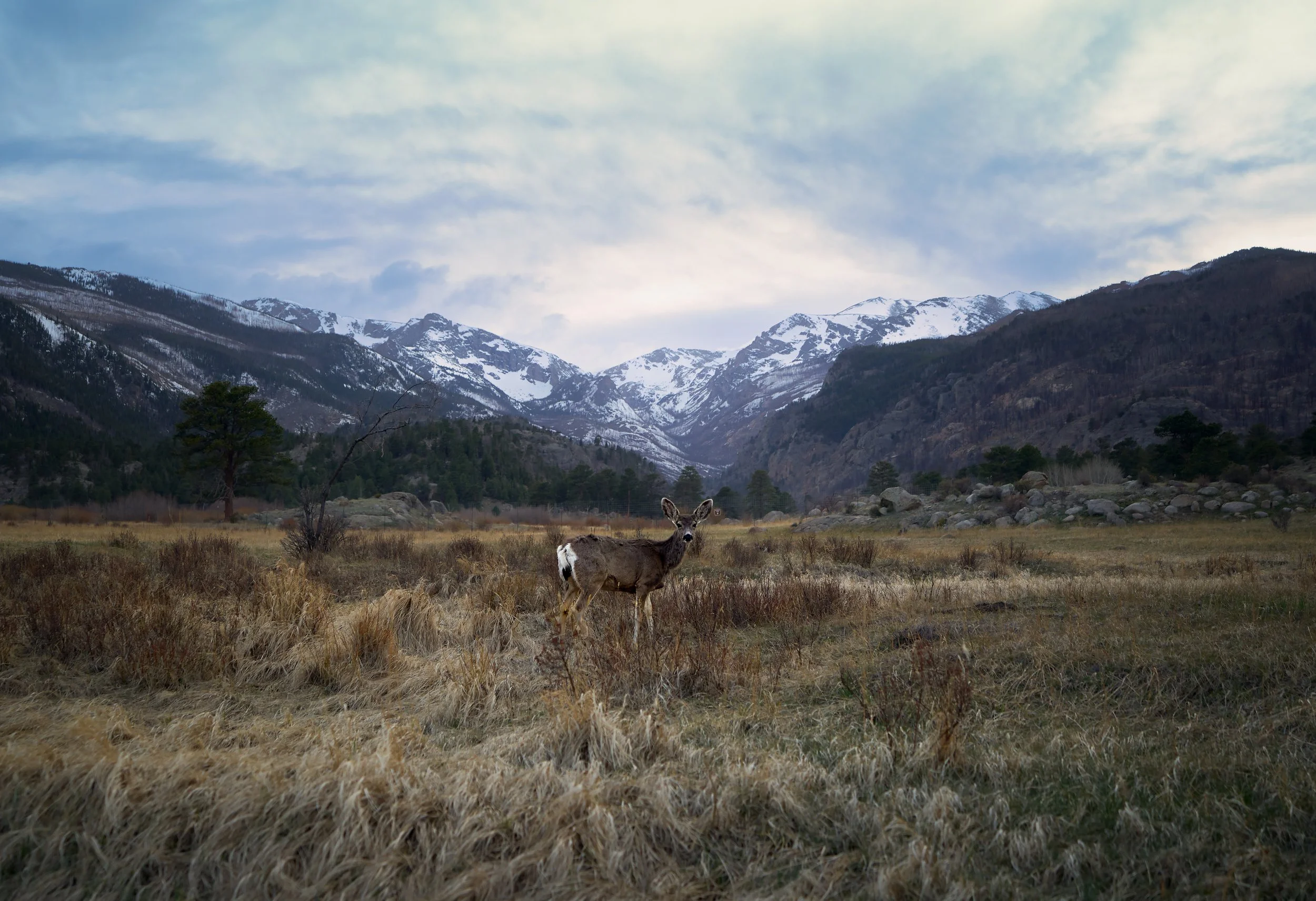 A deer standing in a grassy field with mountains and cloudy sky in the background.