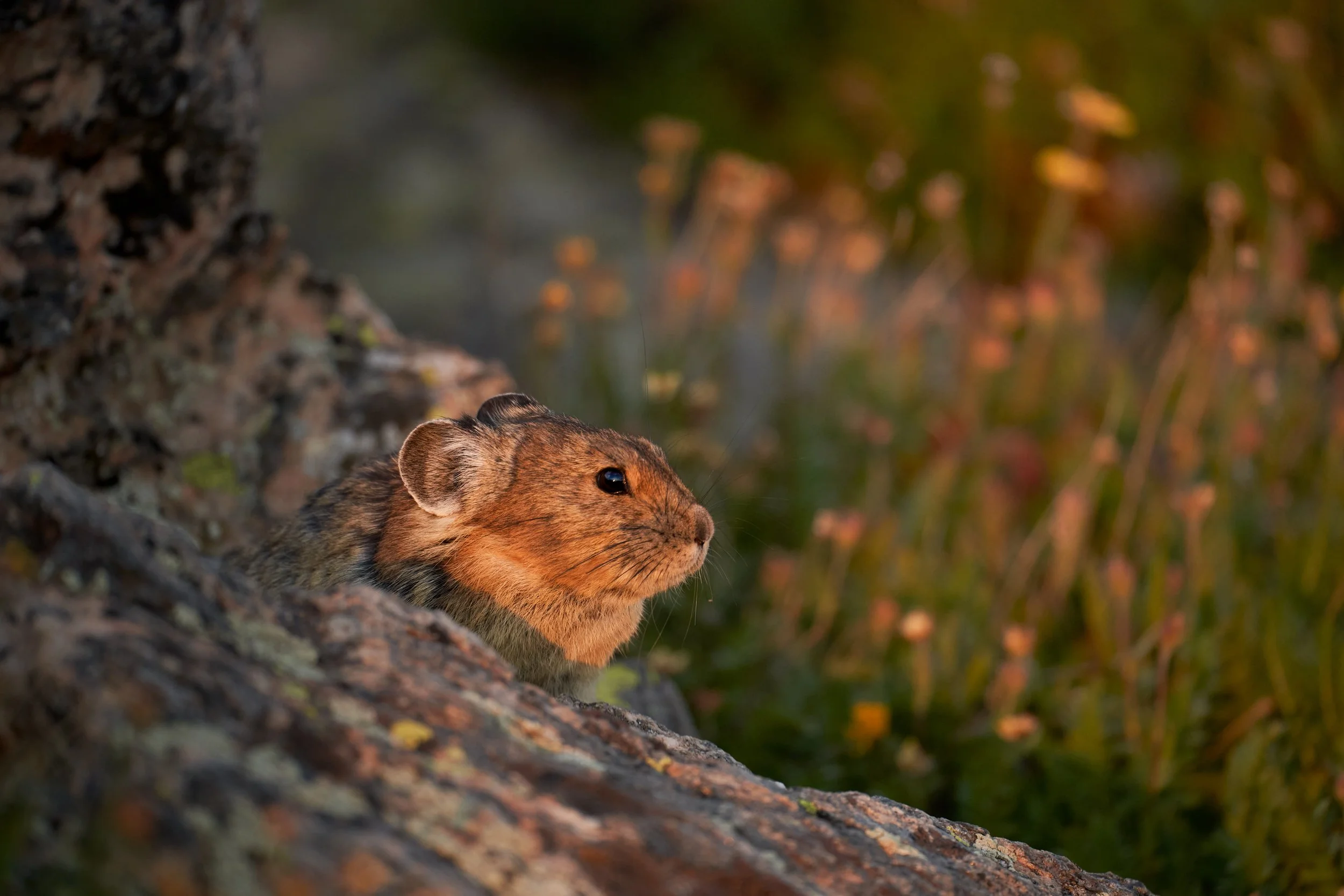 A small rodent, possibly a groundhog, peeking out from a burrow in a tree trunk at sunset with blurred green and orange foliage in the background.