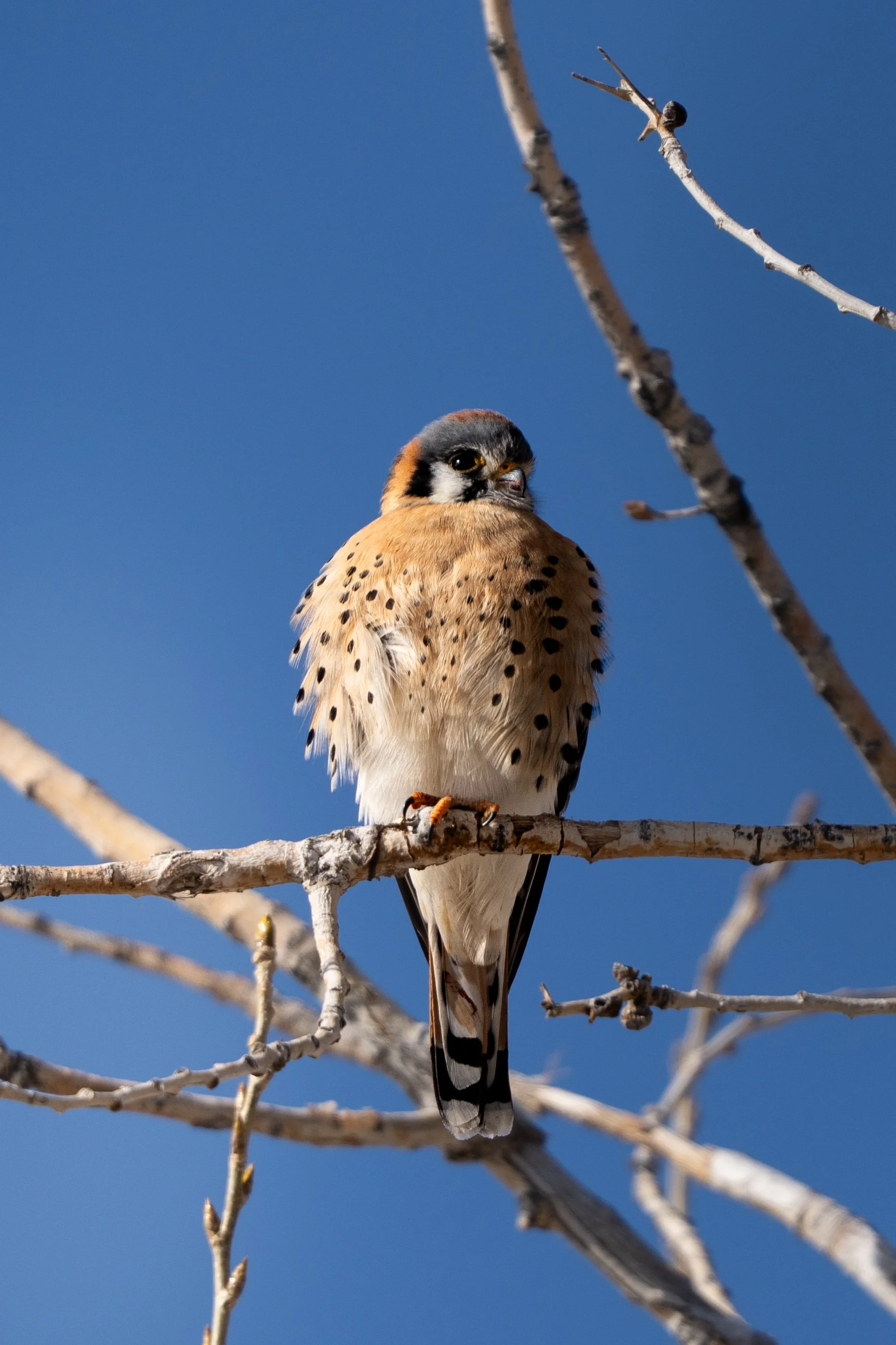 A small bird of prey, possibly a kestrel, perched on a leafless tree branch against a clear blue sky, looking to the side.
