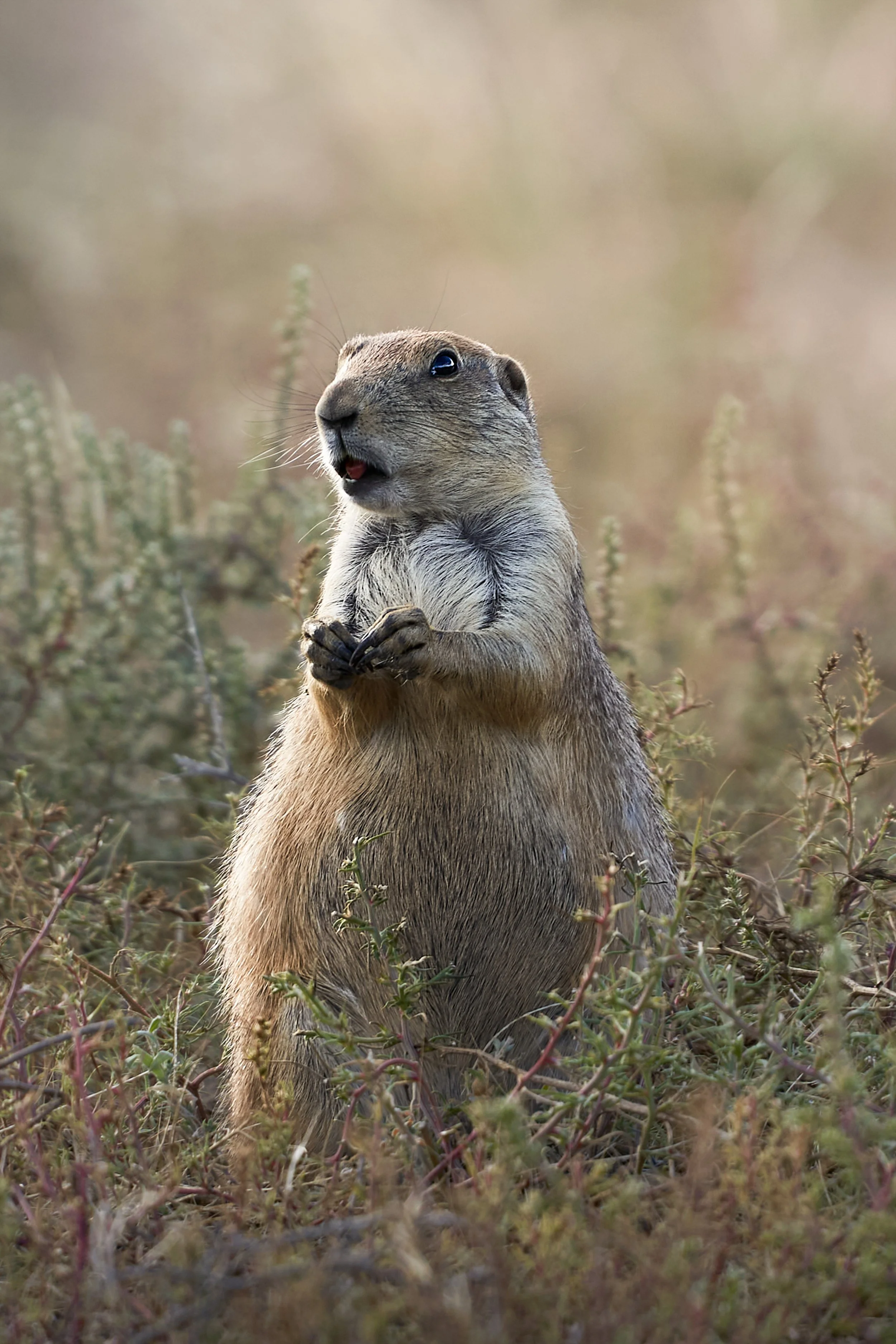 Prairie Dog eating a berry