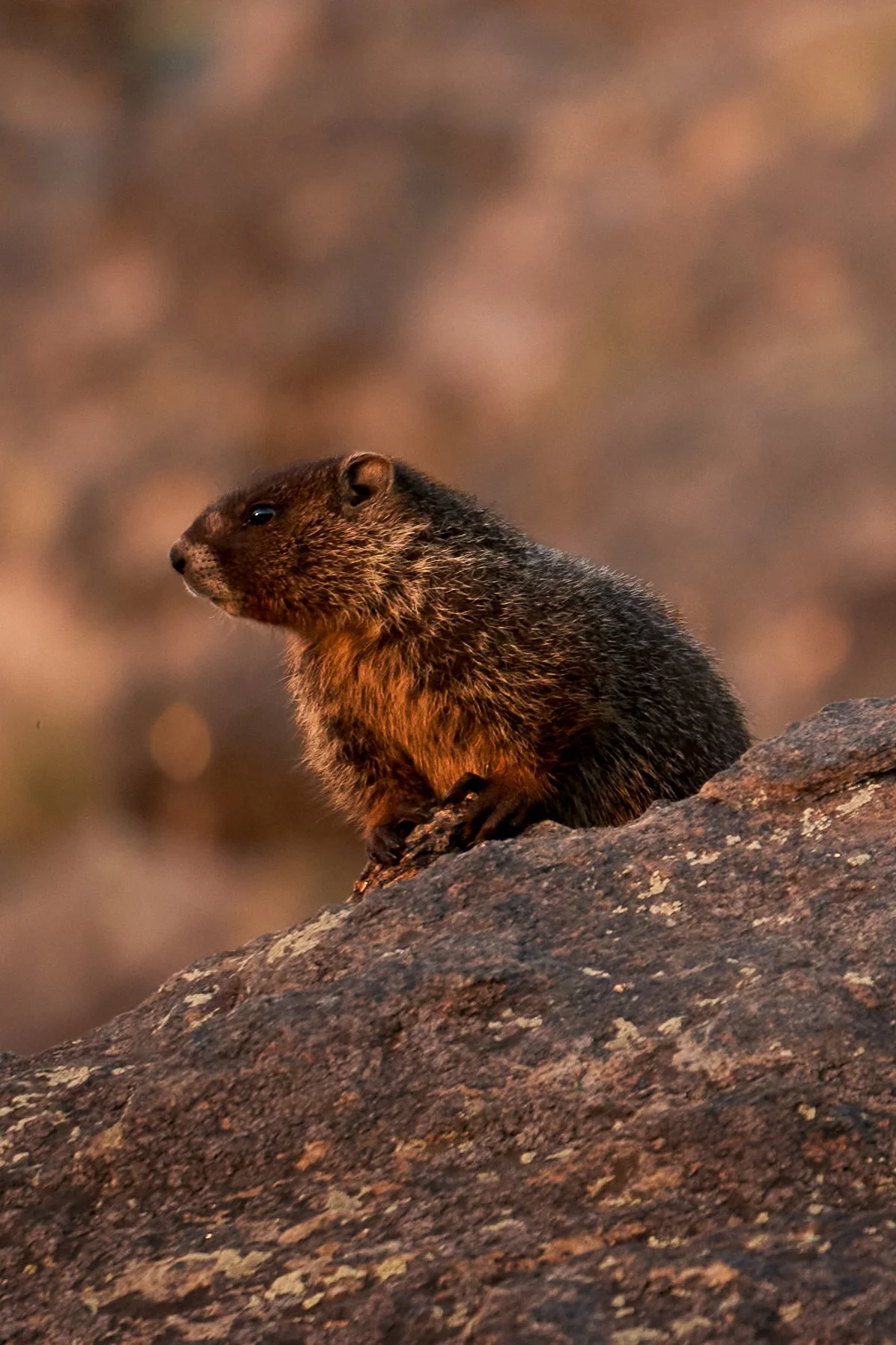 A groundhog sitting on a large rock, with a blurred natural background.