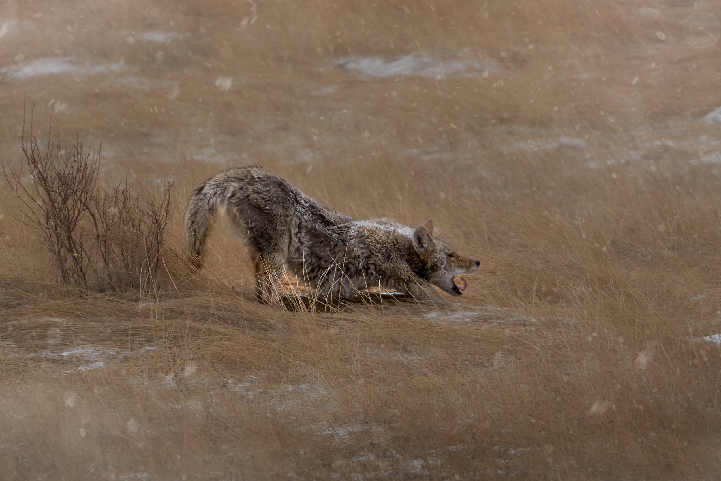 A wolf in a grassy field, bowing or stretching, with some patches of snow and dry grass.