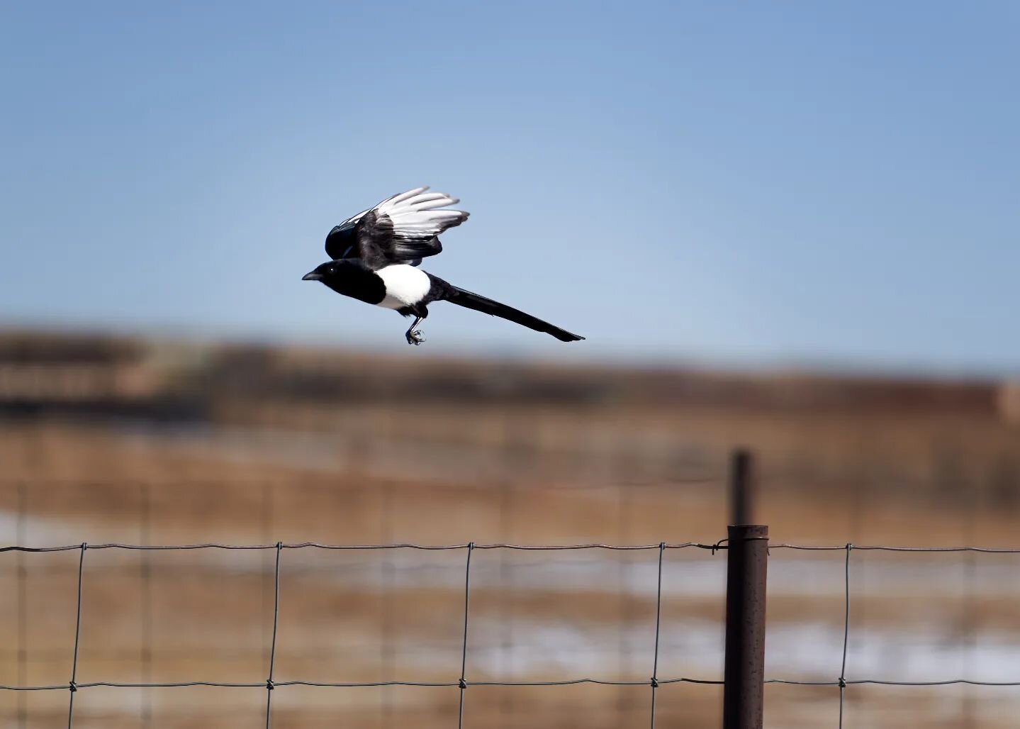 Flying into Sunday like, did you remember to reset the clocks?! I'm late, we lost an hour. 🐦

Just kidding, but in reality, don't forget to reset them clocks!

#magpie #wildlifephotographer #natgeoyourshot #wildlifephotography #birder #birder #birds