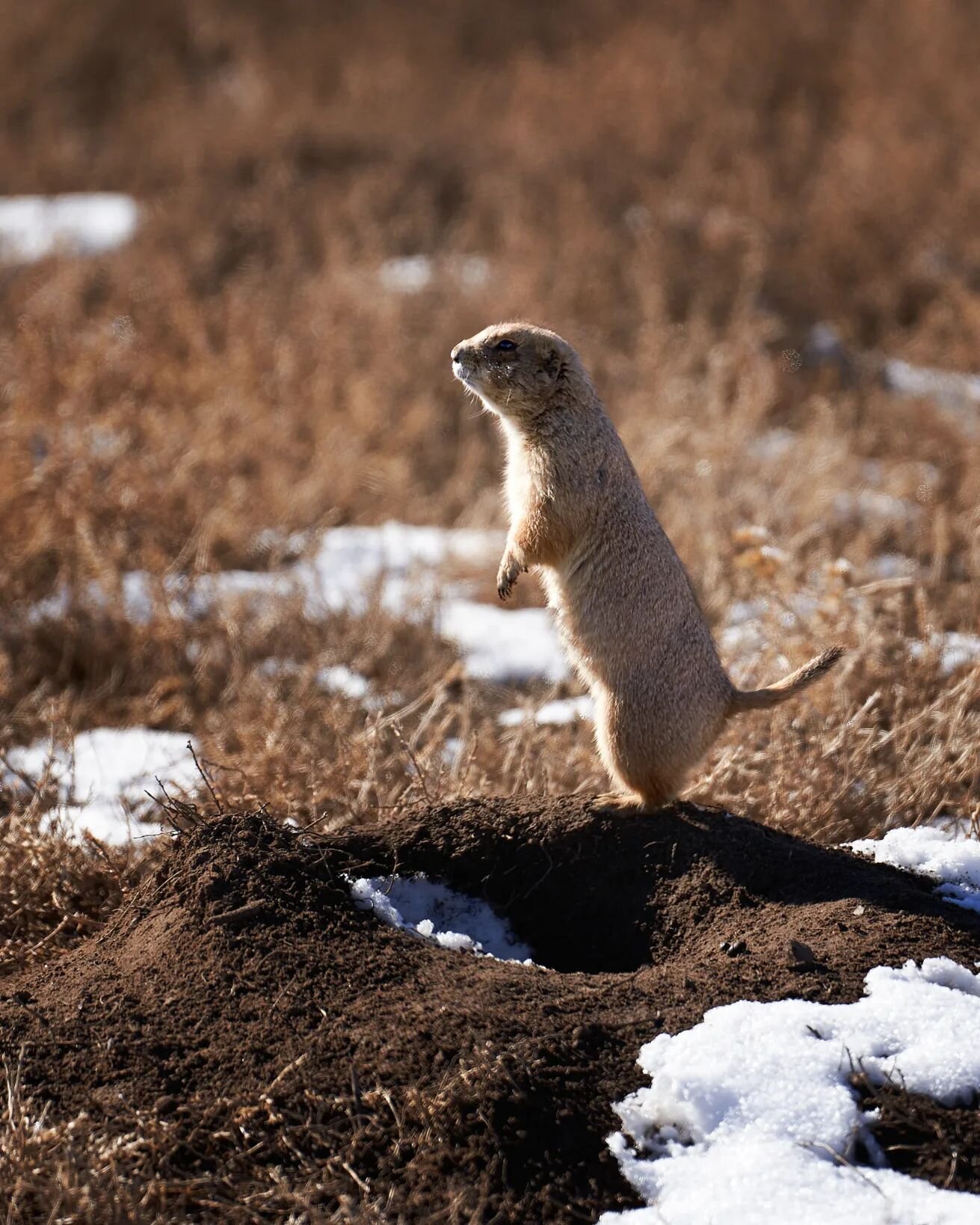 This little prairie dog is looking to the weekend. Cheers, friends.

#wildlifephotography #explorecolorado #wildlifephotographer #natgeoyourshot #prairiedog #alphacollective