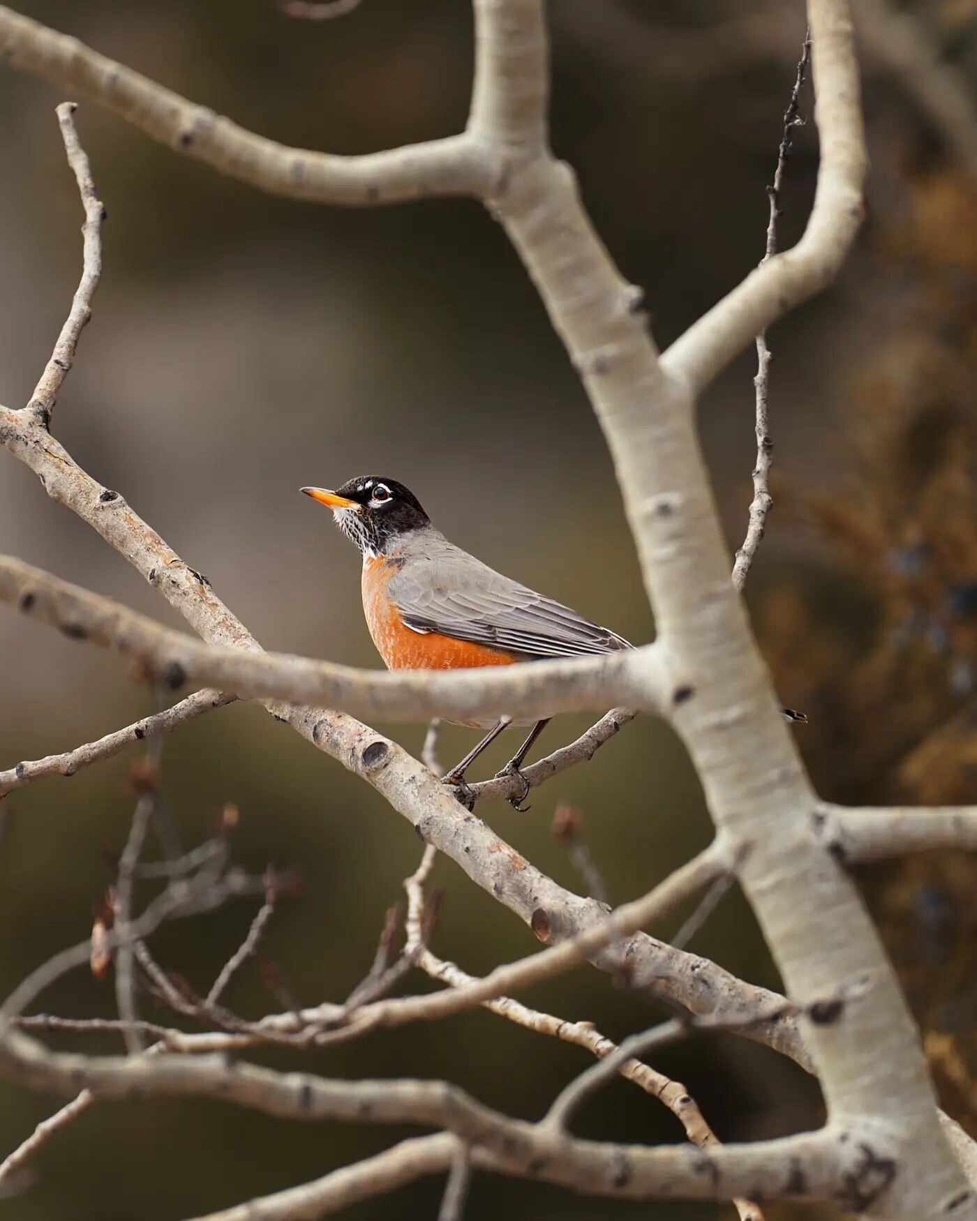 Tgif, from this Robin.

#birder #wildlifephotography #wildlifephotographer #natgeoyourshot #birdsofinstagram #robin