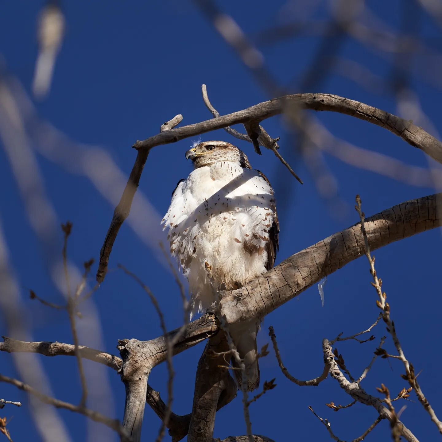 Happy Monday, friends. Time to take on the week like a bird of prey would. Confident, precise, and patient.

Just another angle of this beautiful Red tailed Hawk.

#birder #wildlifephotography #wildlifephotographer #natgeoyourshot #birdsofinstagram #